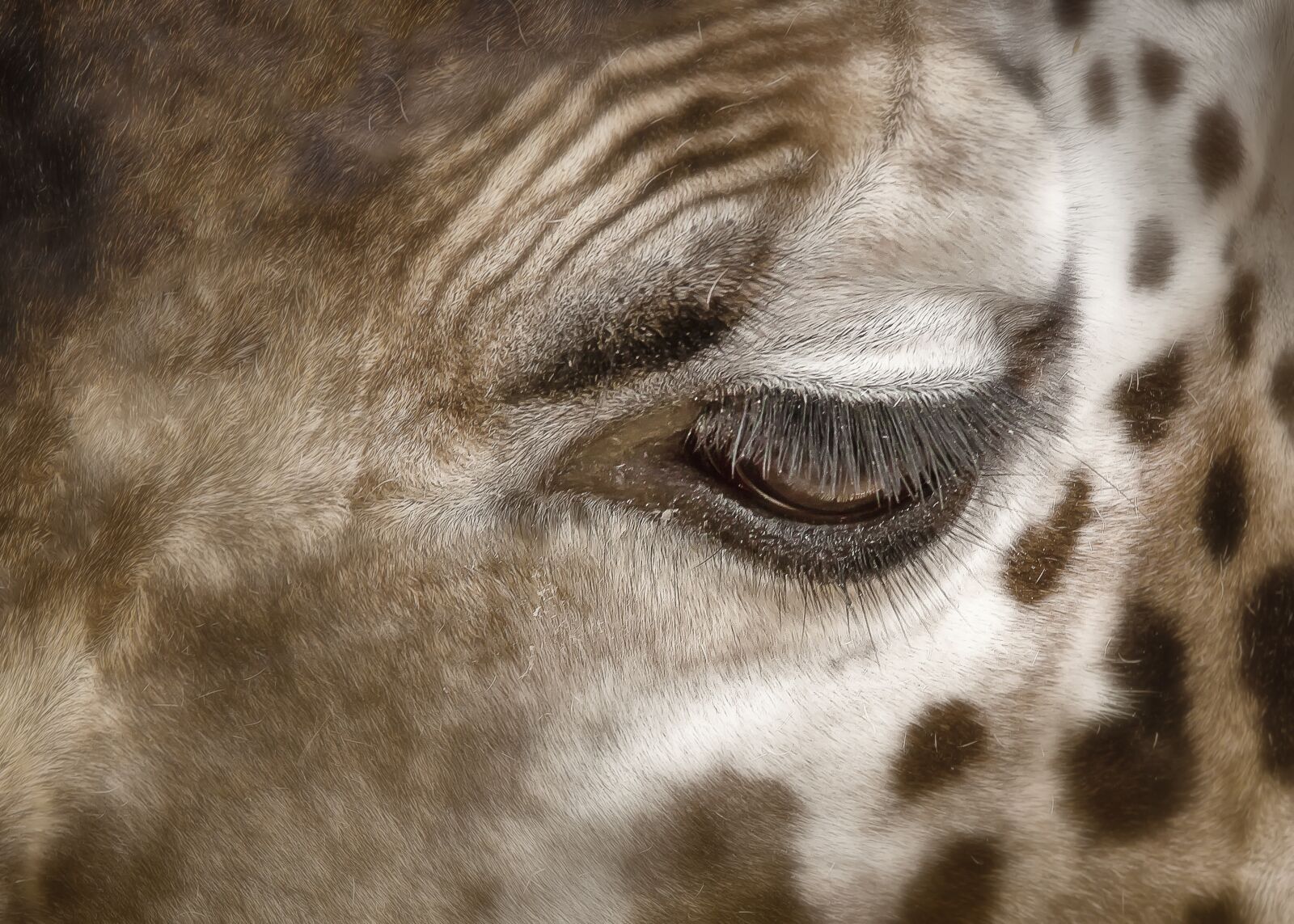 Canon EOS 50D sample photo. Giraffe, large, eye photography