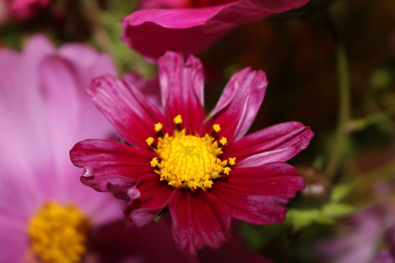 Canon EOS 750D (EOS Rebel T6i / EOS Kiss X8i) sample photo. Cosmea, cosmos, pink photography