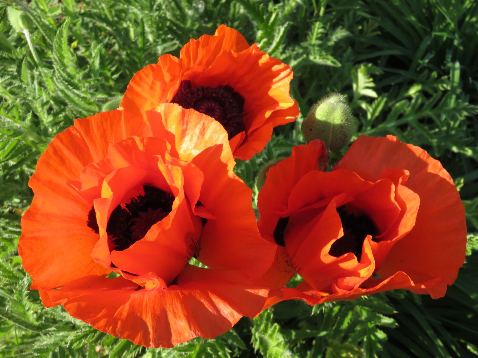 Canon PowerShot SX700 HS sample photo. Poppies, red, flowers photography