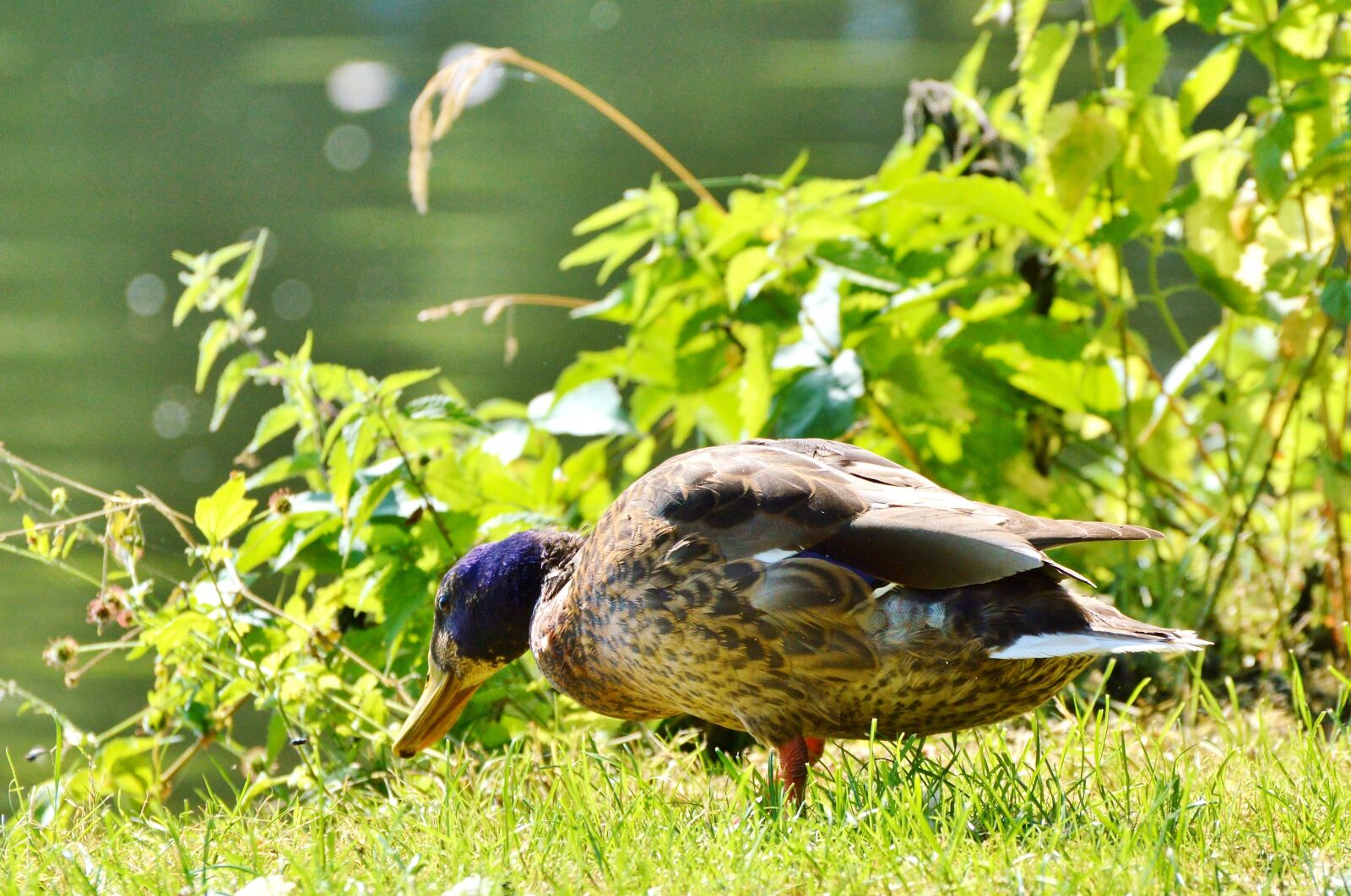 Nikon D3200 sample photo. Ducks, waterfowl, mallard photography