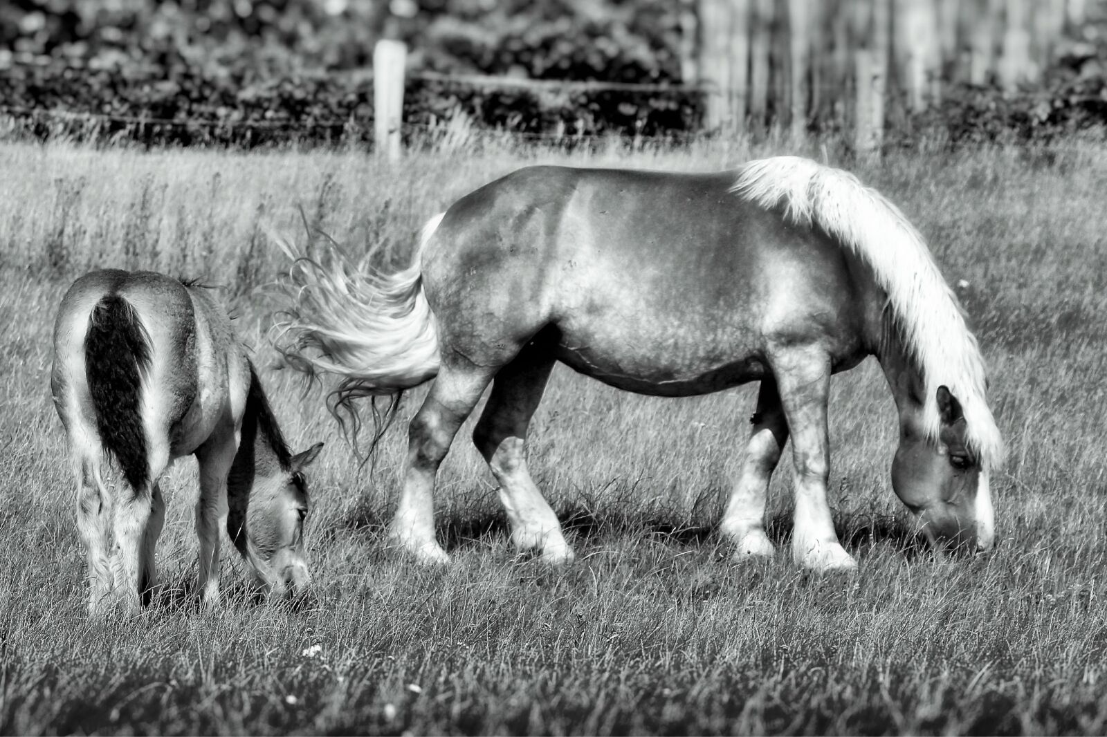 Canon EF-S 55-250mm F4-5.6 IS II sample photo. Horse, foal, pasture photography