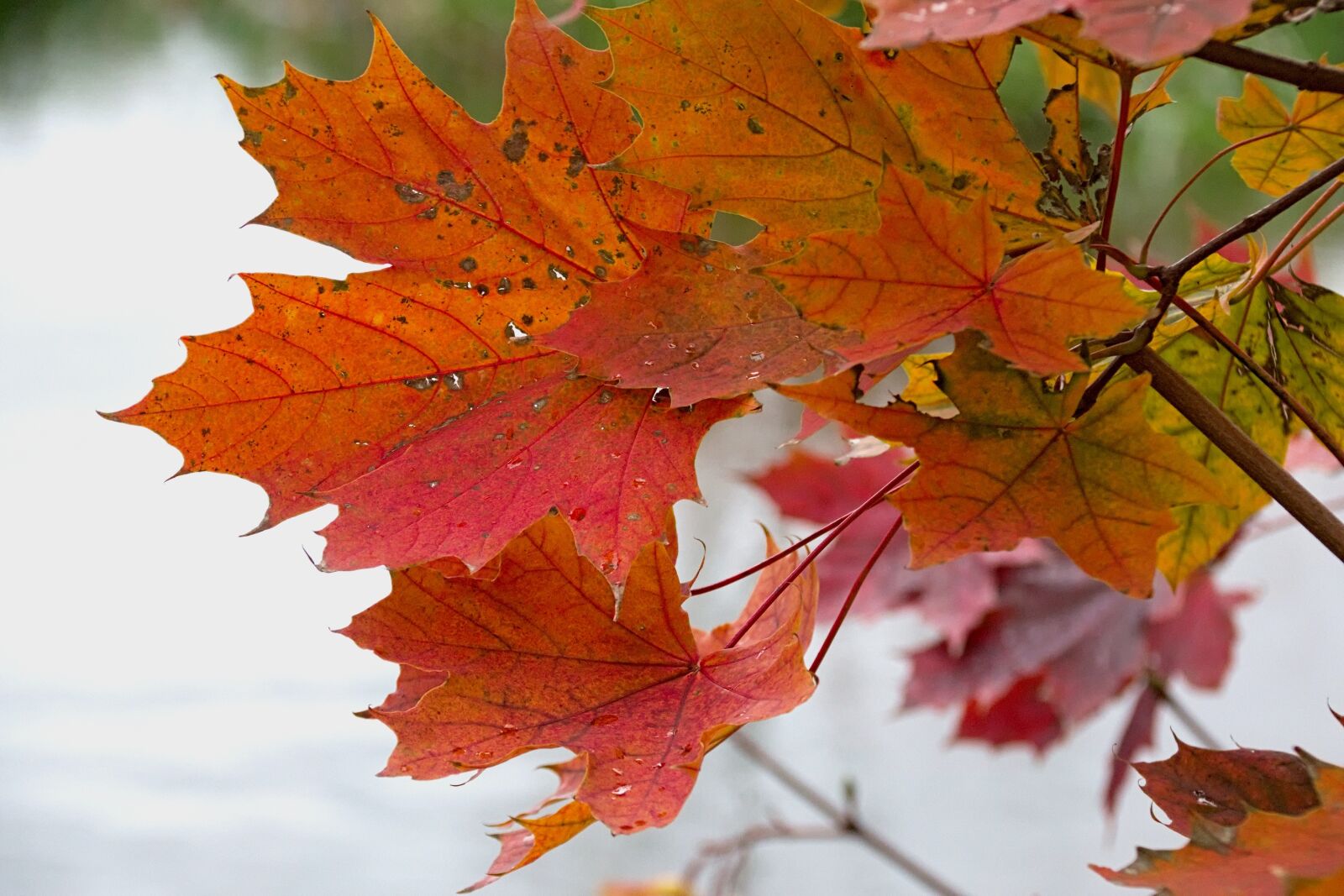Nikon D3300 sample photo. Foliage, red, autumn gold photography