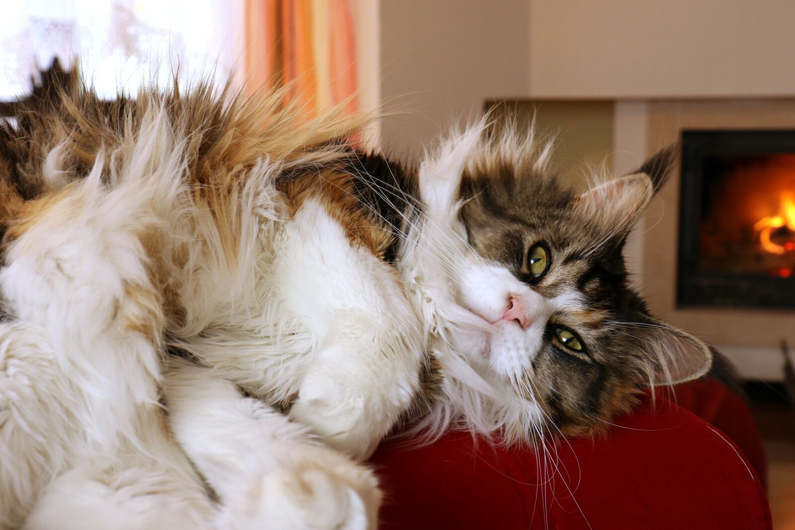 Canon EOS 7D Mark II sample photo. Cat, eyes, domestic cat photography