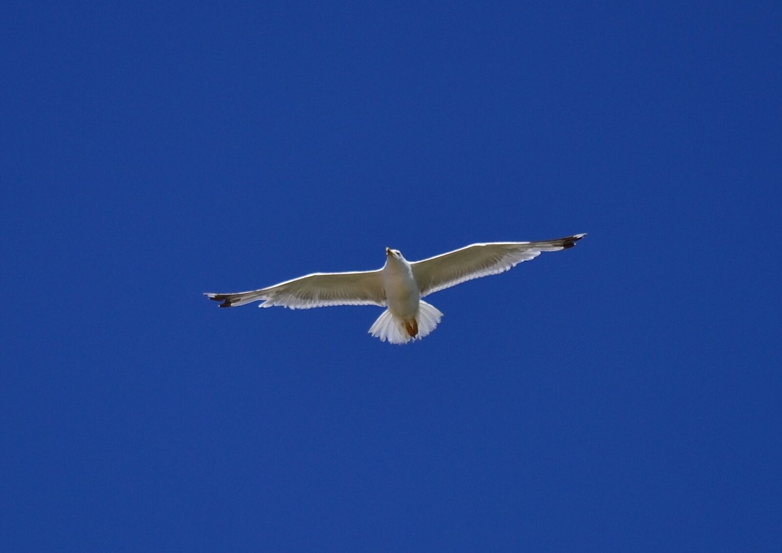 Nikon D3100 sample photo