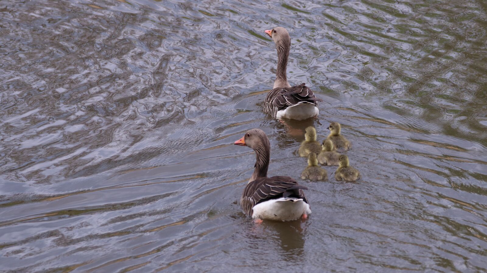 150-600mm F5-6.3 DG OS HSM | Contemporary 015 sample photo. Geese, chicks, nature photography