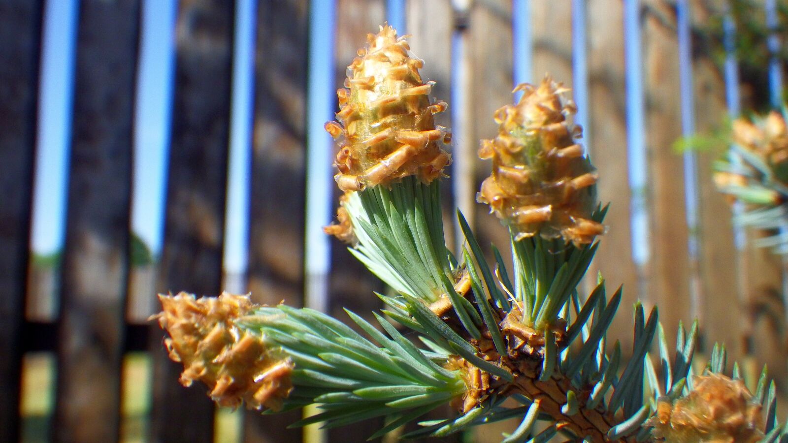 Pentax Optio WG-2 sample photo. Nature, plant, outdoors photography