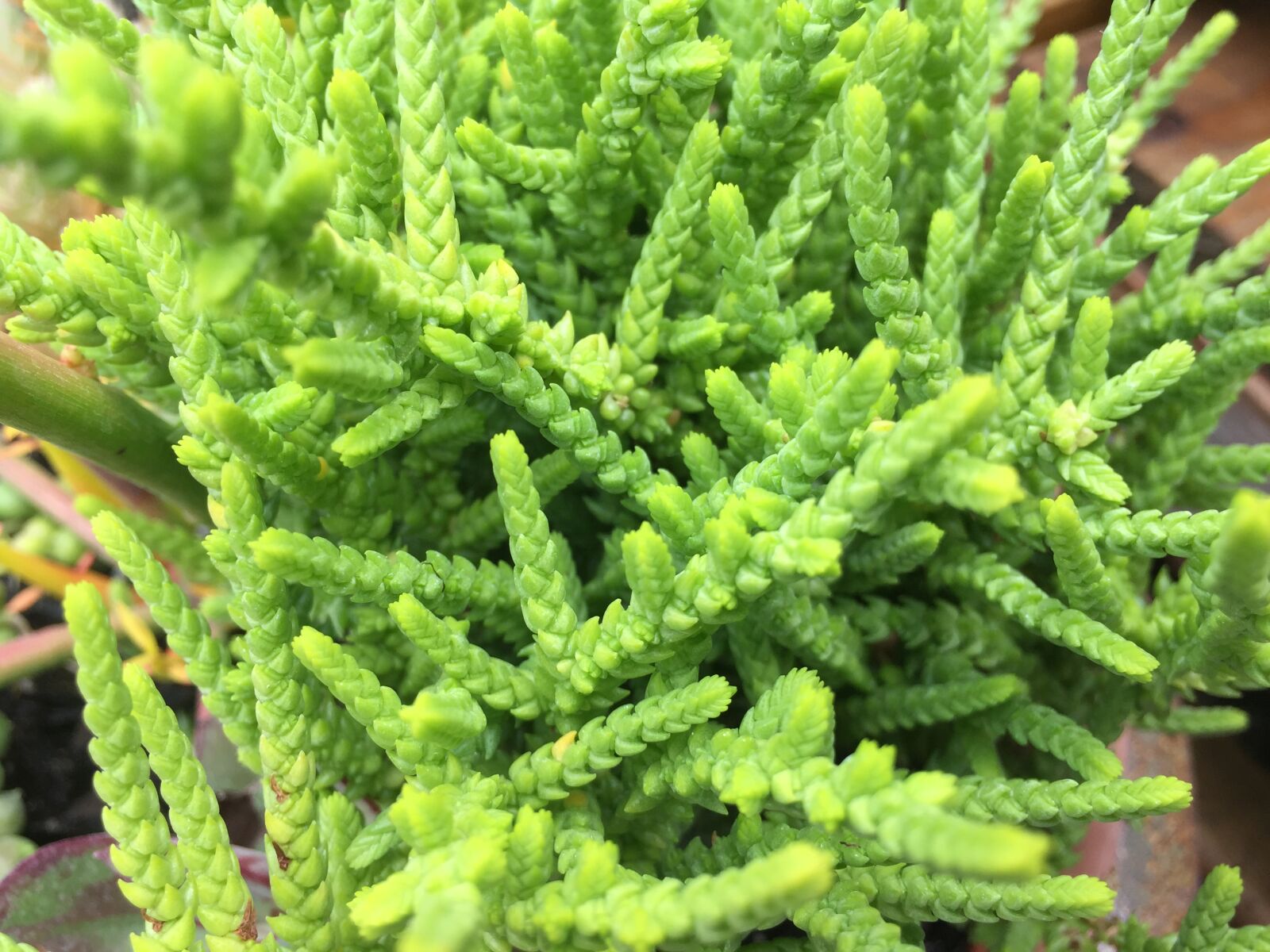 iPhone 6 back camera 4.15mm f/2.2 sample photo