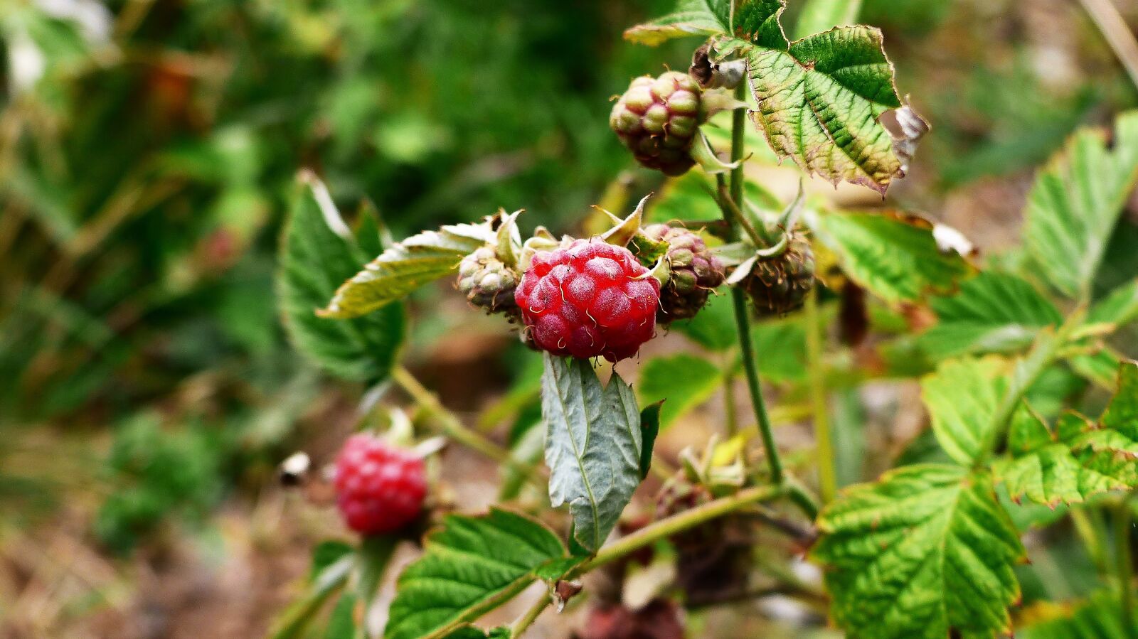 Panasonic Lumix DMC-FZ200 sample photo. Raspberry, wild, nature photography