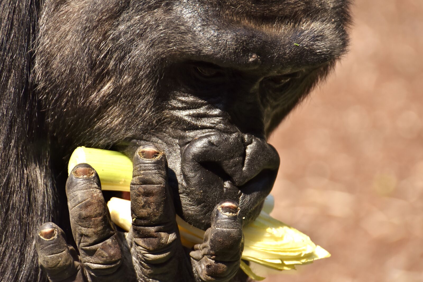 Nikon D7200 sample photo. Gorilla, monkey, funny photography