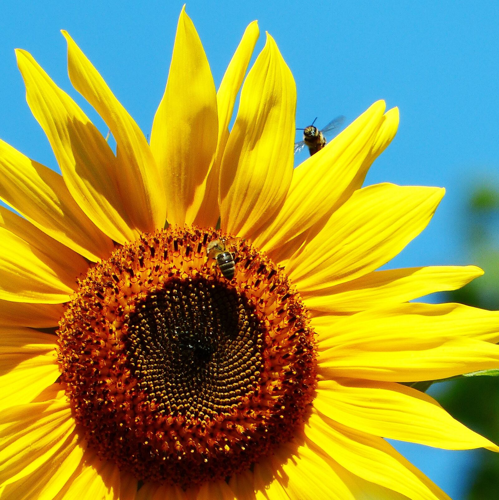 Panasonic Lumix DMC-FZ200 sample photo. Sunflower, bee, in flight photography