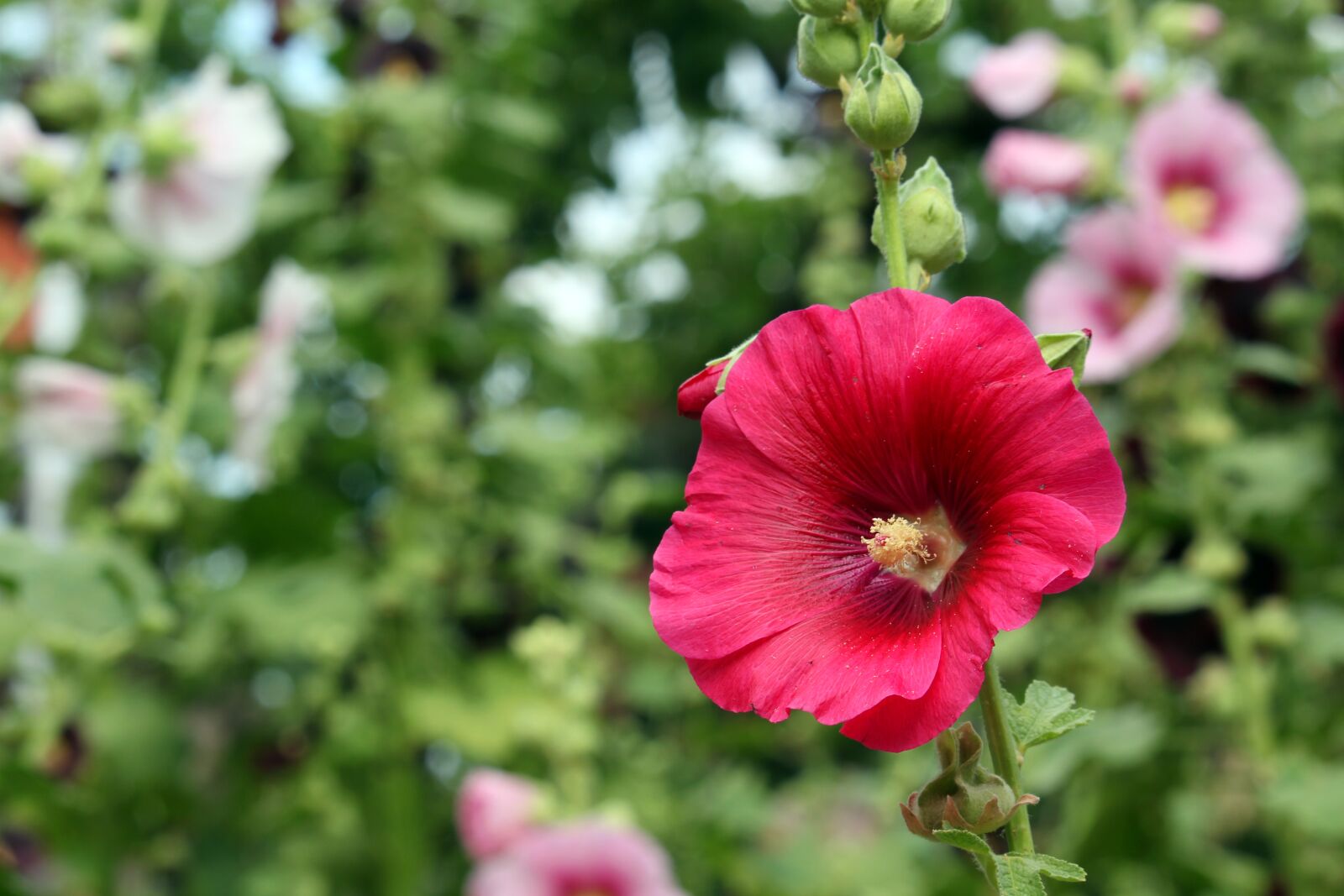 Canon EF-S 55-250mm F4-5.6 IS STM sample photo. Stock rose, bauer roses photography