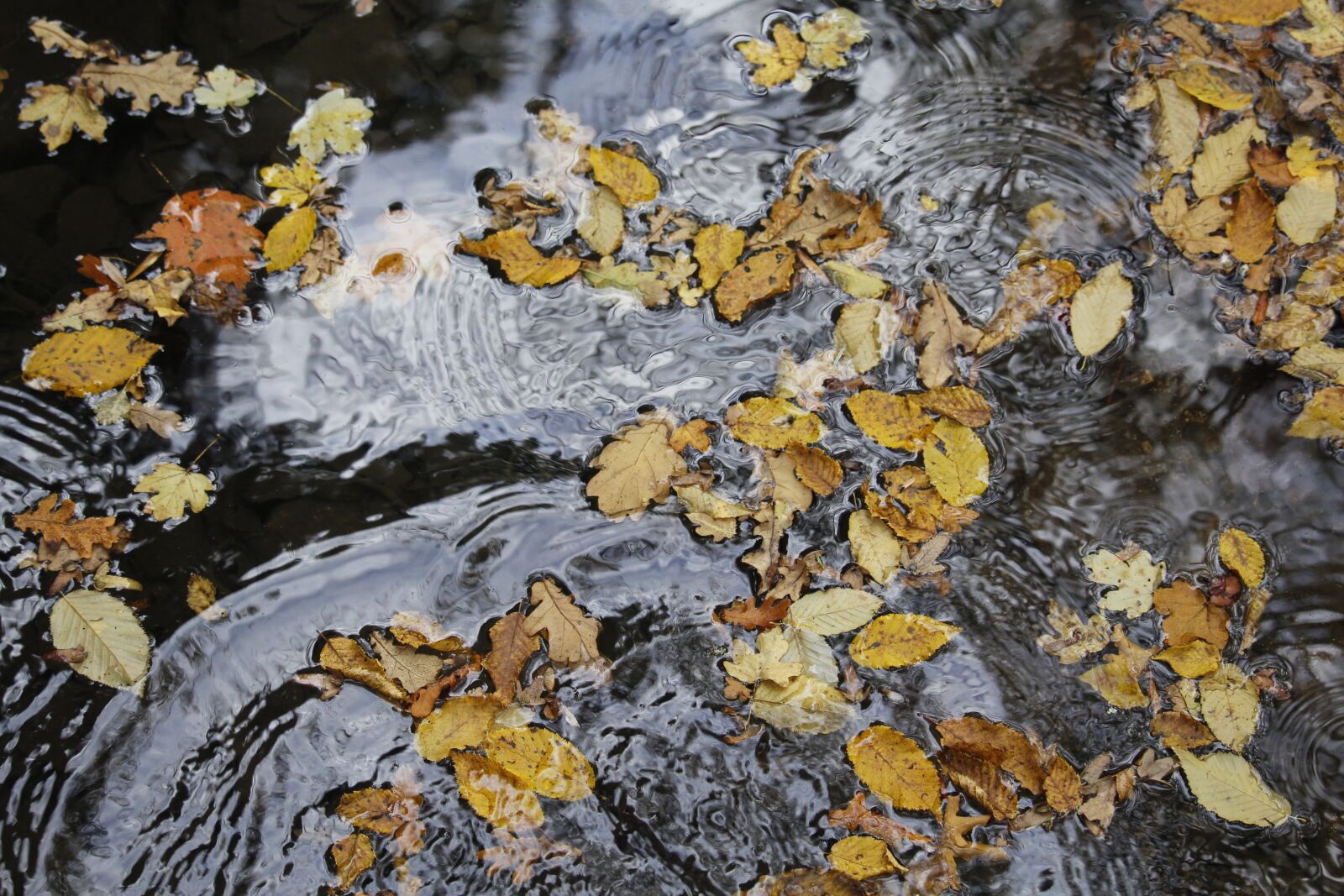 Canon EOS 1200D (EOS Rebel T5 / EOS Kiss X70 / EOS Hi) sample photo. Water, leaves, nature photography
