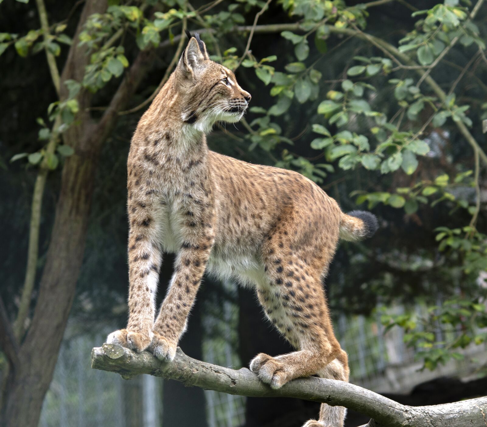 Nikon D7200 sample photo. Lynx, animal, animal world photography