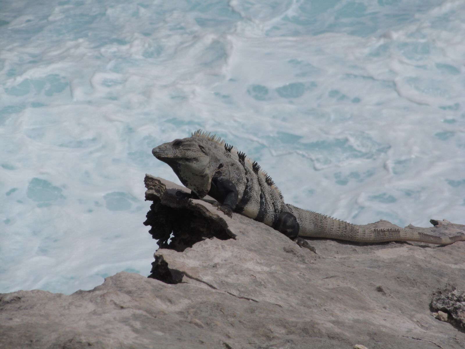 Canon PowerShot SX150 IS sample photo. Nature, animal, iguana photography