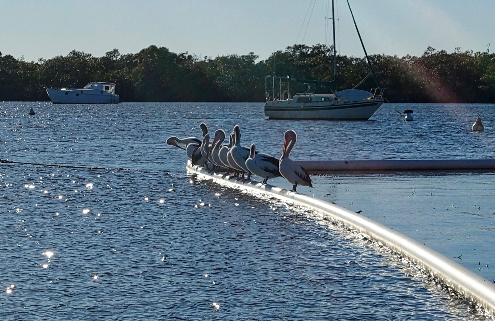 Sony Cyber-shot DSC-RX100 III sample photo. Pelicans, water, sitting photography