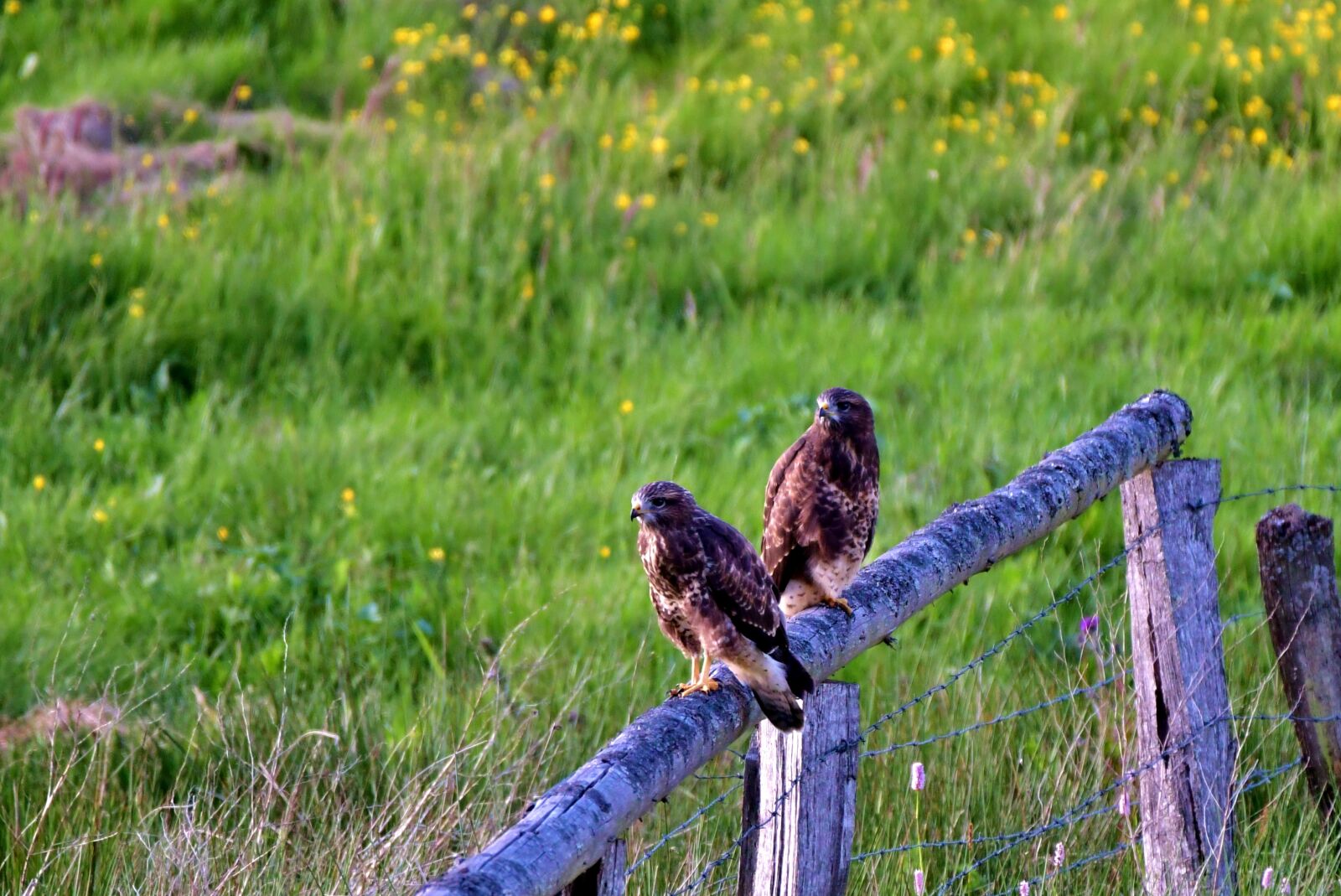 Nikon D500 sample photo. Buzzard, common buzzard, bird photography