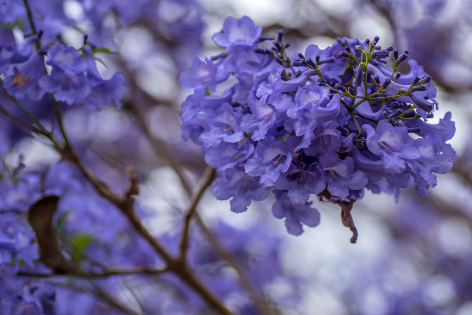 Nikon D750 sample photo. Jacaranda, brisbane, queensland photography