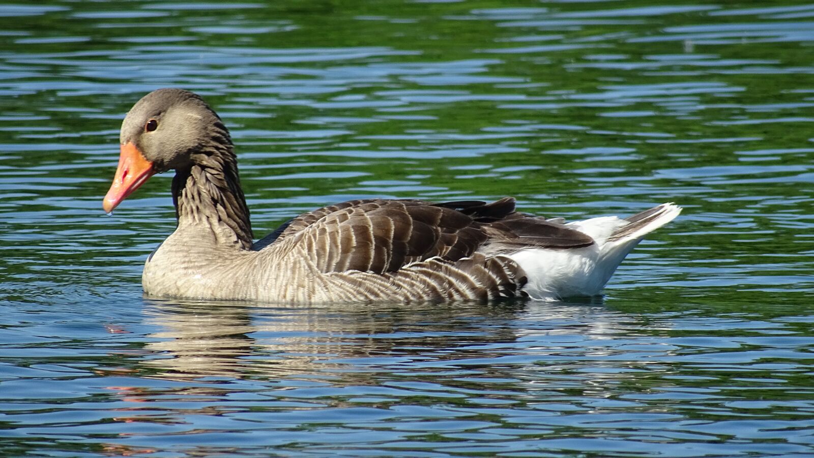Sony DSC-HX60 sample photo. Wild, goose, bird photography