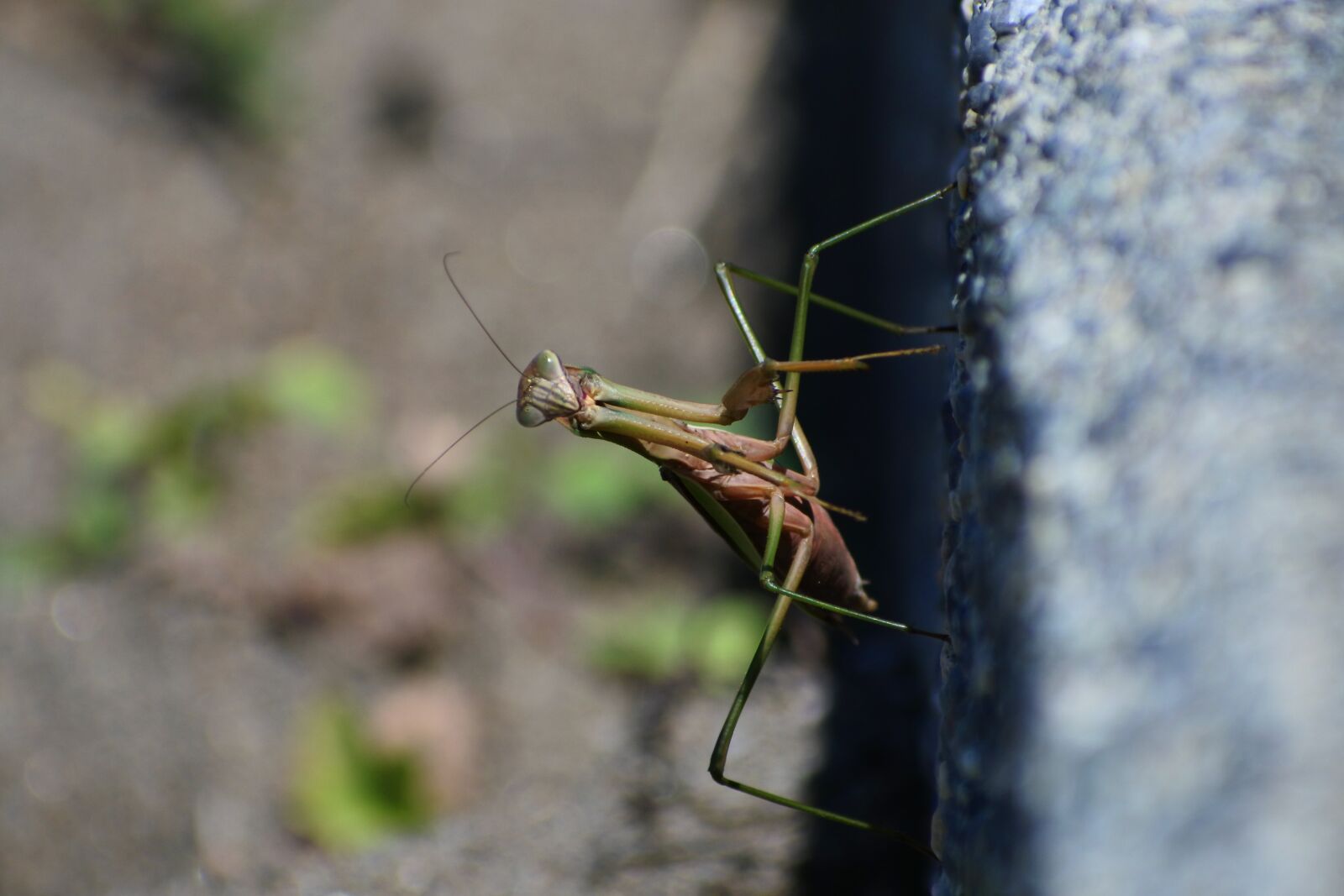 VR 70-300mm f/4.5-6.3G sample photo. Natural, landscape, insect photography