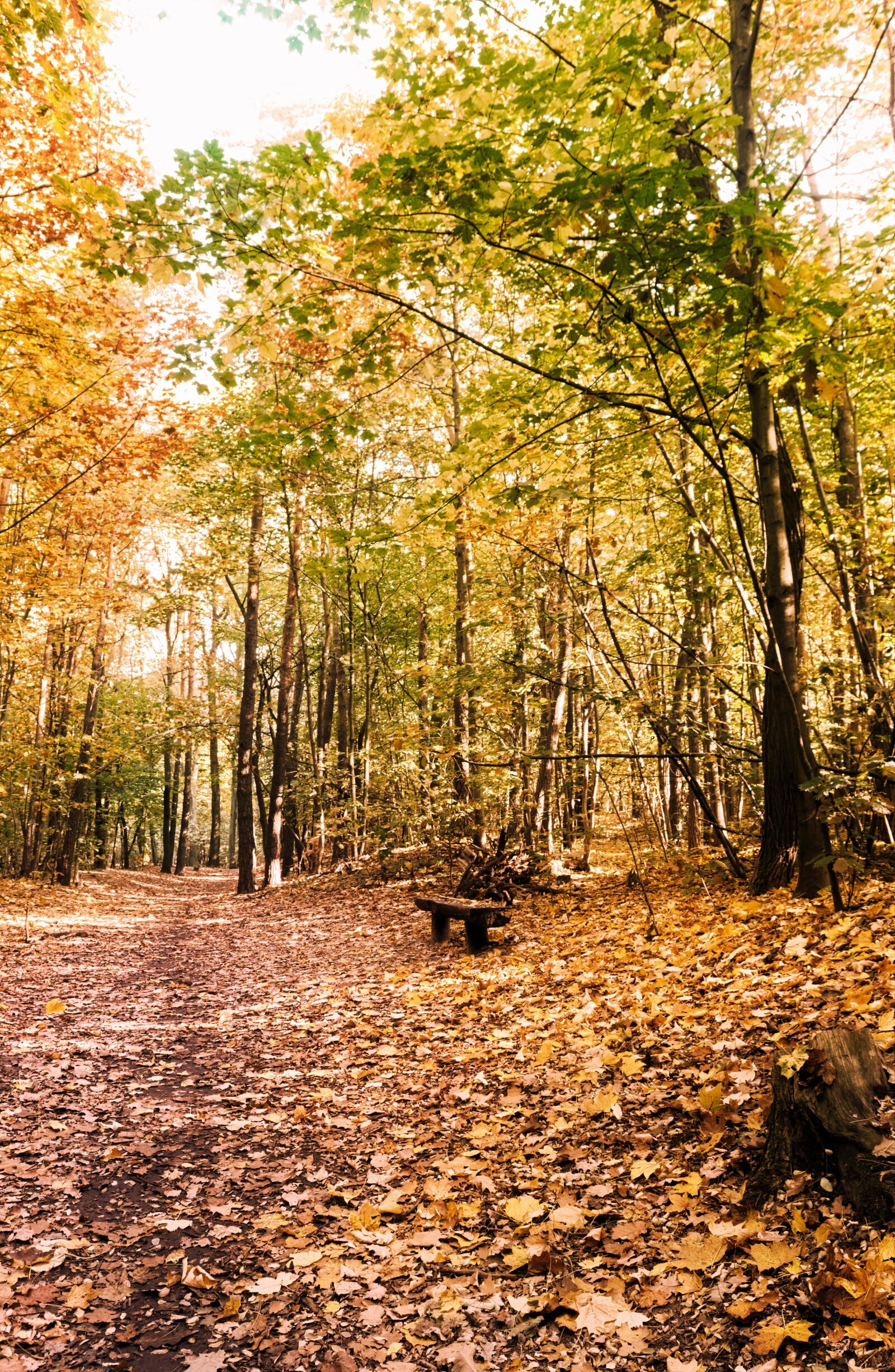 Nikon D3100 sample photo. Landscape, nature, autumn photography