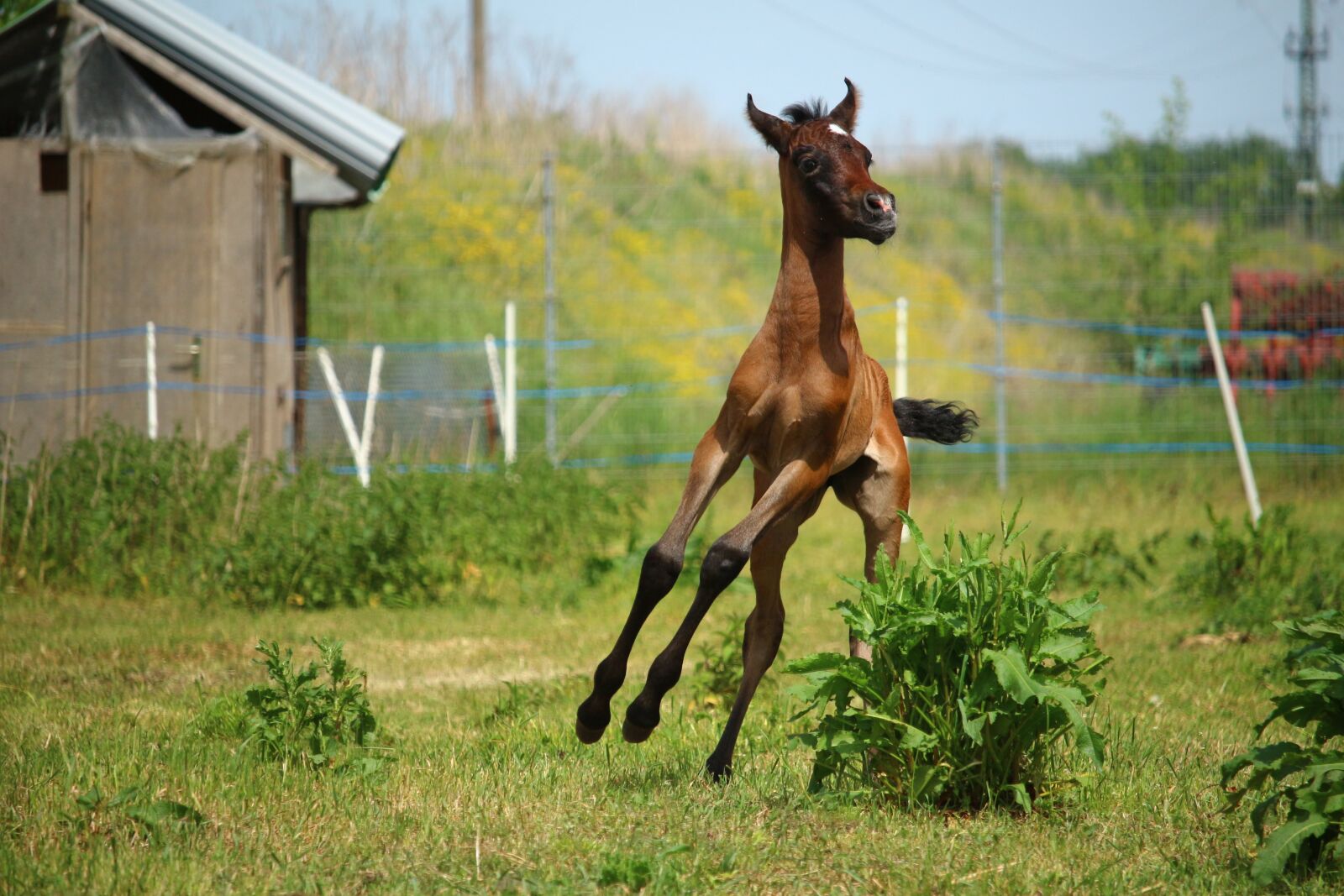 Canon EOS 100D (EOS Rebel SL1 / EOS Kiss X7) sample photo. Horse, foal, suckling photography