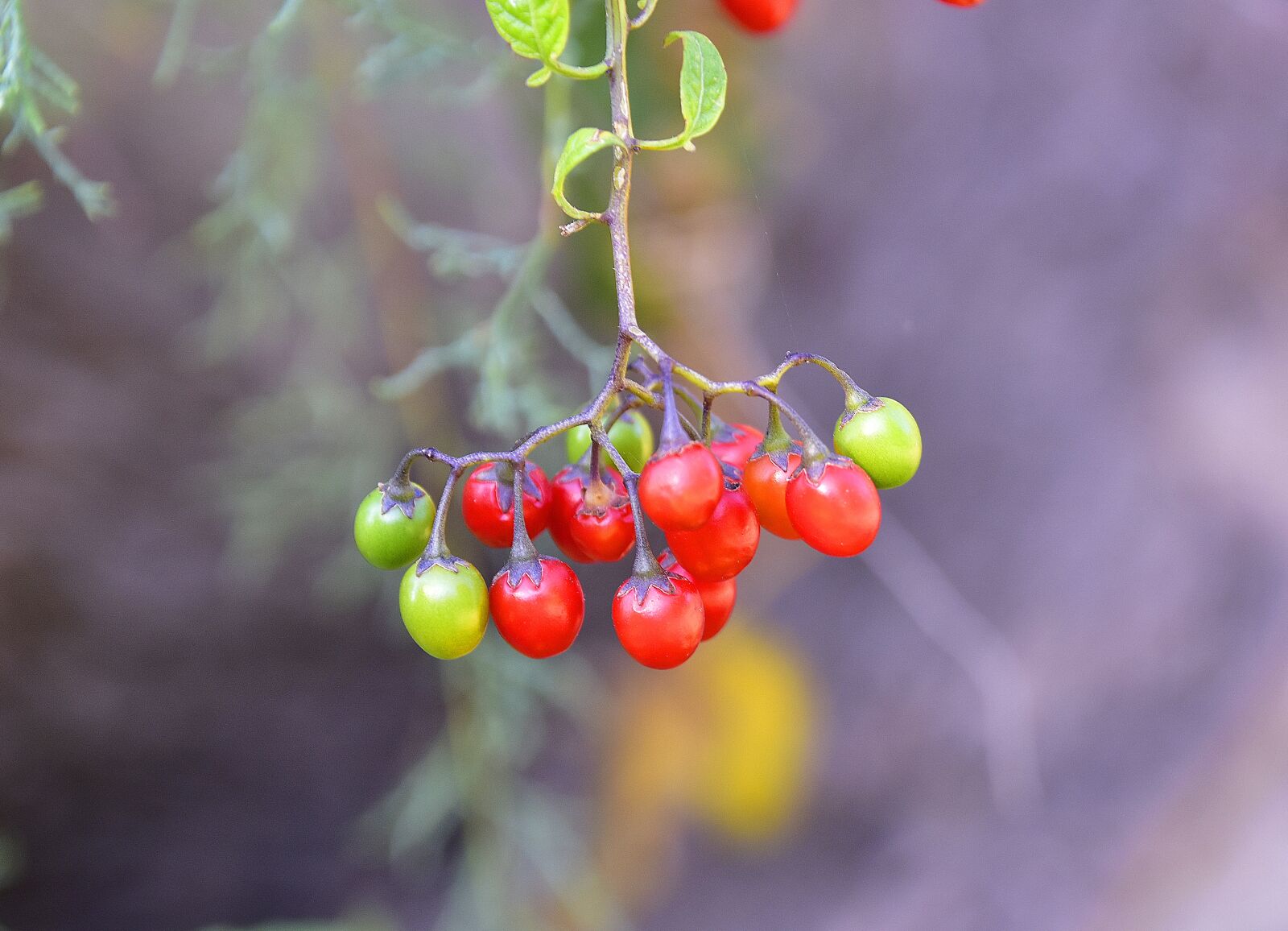 Nikon D7200 sample photo. Flora, fruits, flower photography