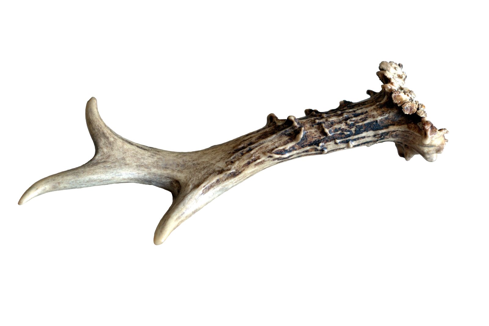 Pentax K-S2 sample photo. Antlers, bone, sarna photography