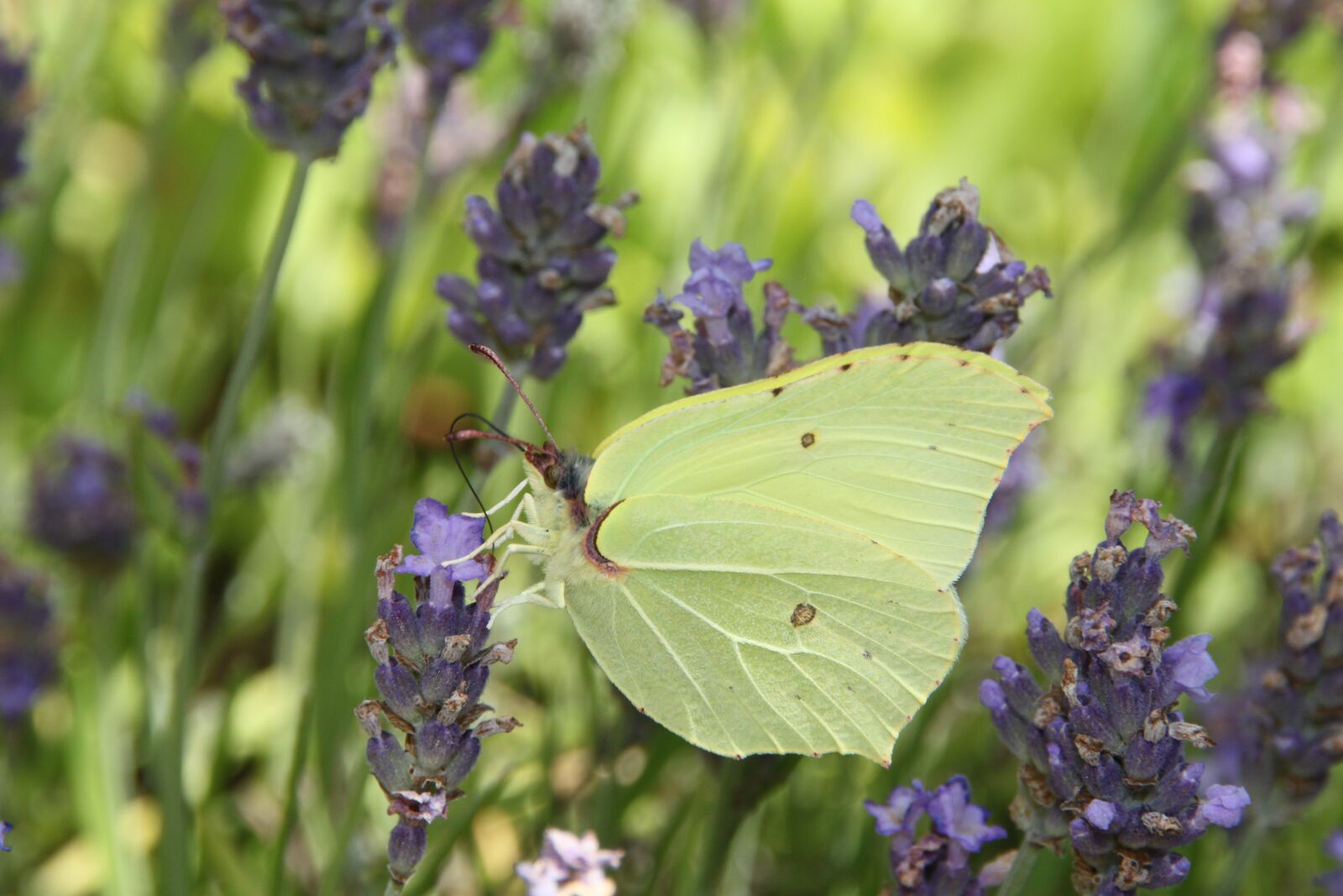 Canon EOS 500D (EOS Rebel T1i / EOS Kiss X3) sample photo. Nature, flower, plant photography