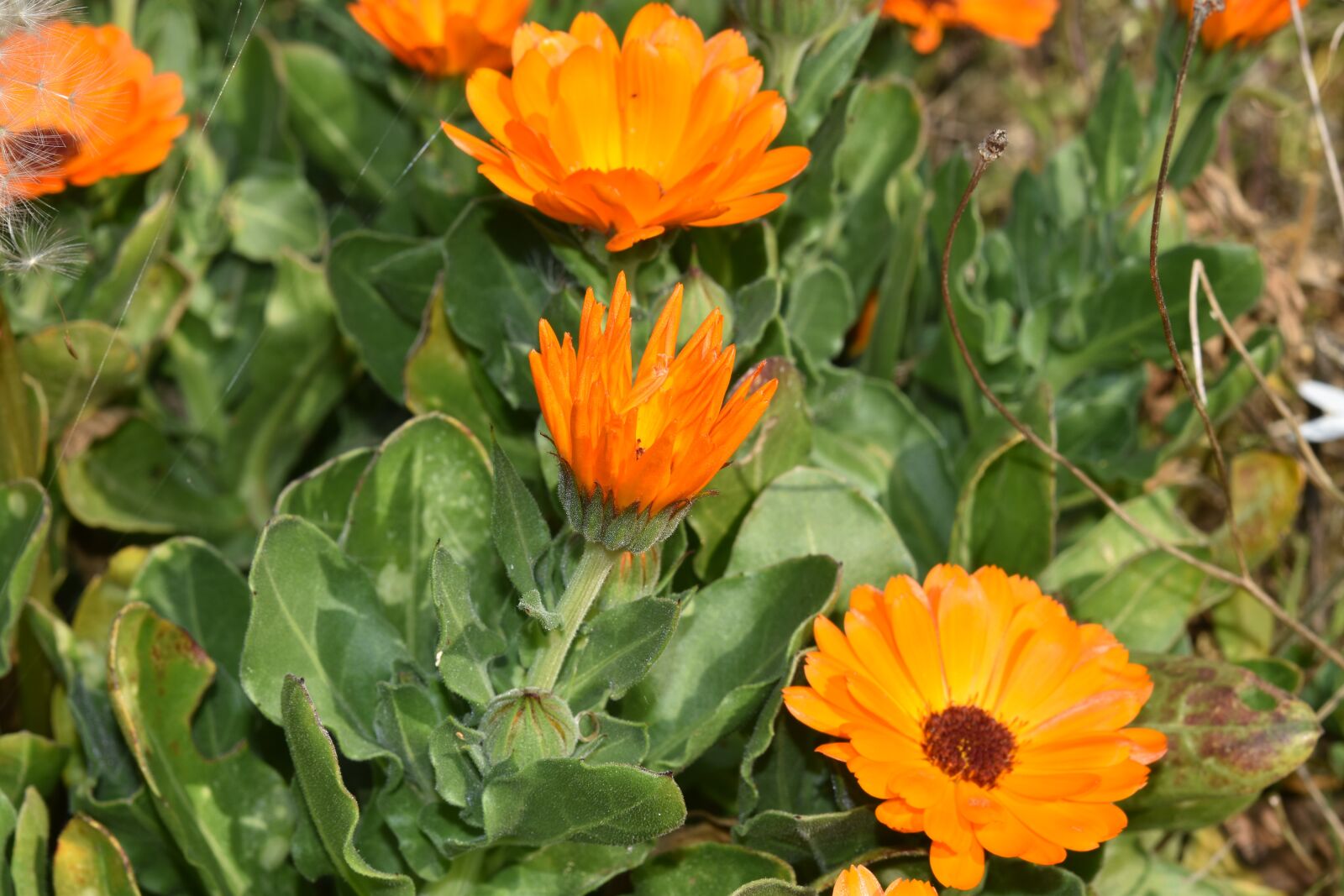 Nikon D5600 sample photo. Flower, flowers gardens, flower photography