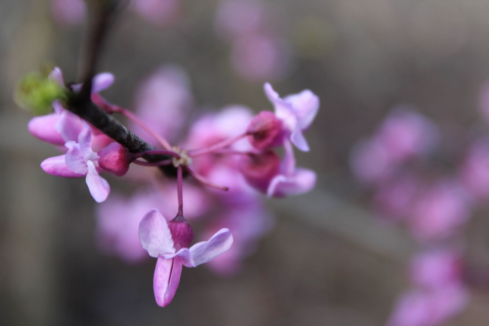 Canon EOS 1300D (EOS Rebel T6 / EOS Kiss X80) sample photo. Red-bud, pink, small photography