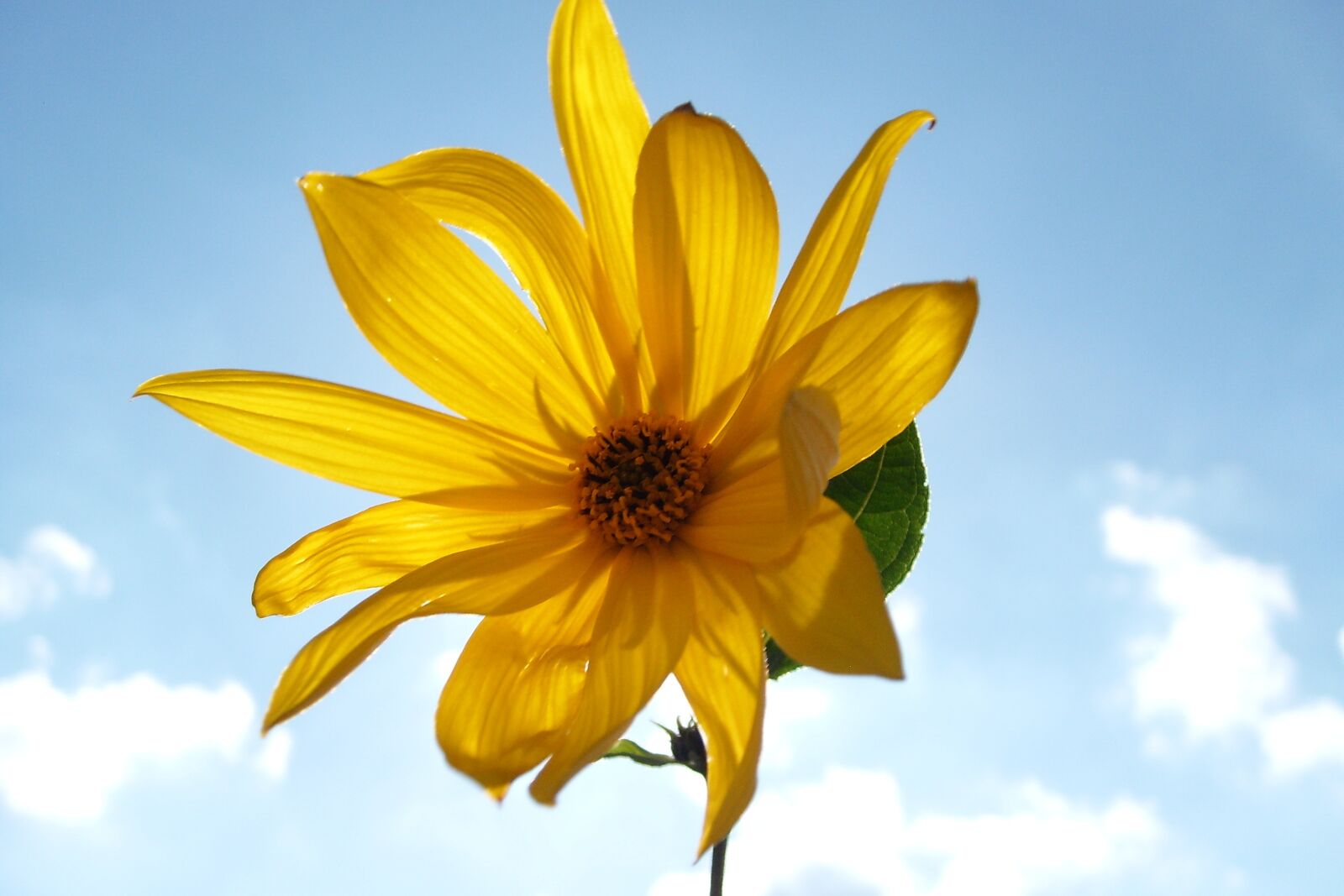 Samsung KENOX S730  / Samsung S730 sample photo. Flower, sky, nature photography