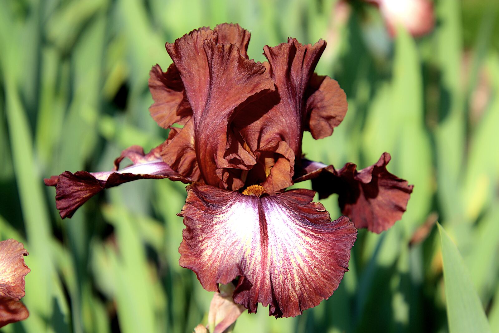 Canon EOS 800D (EOS Rebel T7i / EOS Kiss X9i) sample photo. Iris, chocolate color, refined photography