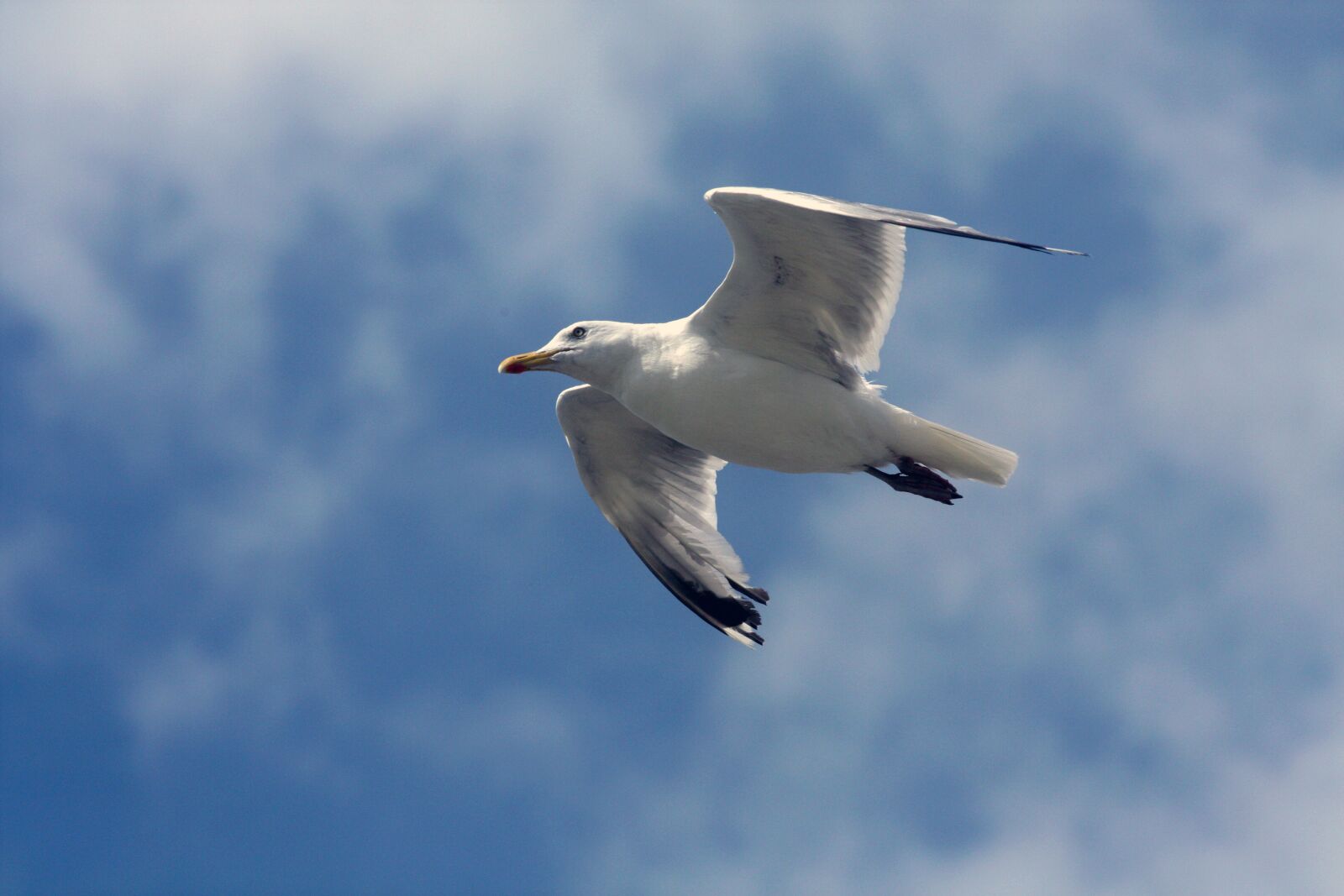 Canon EOS 450D (EOS Rebel XSi / EOS Kiss X2) sample photo. Seagull, bird, flying photography