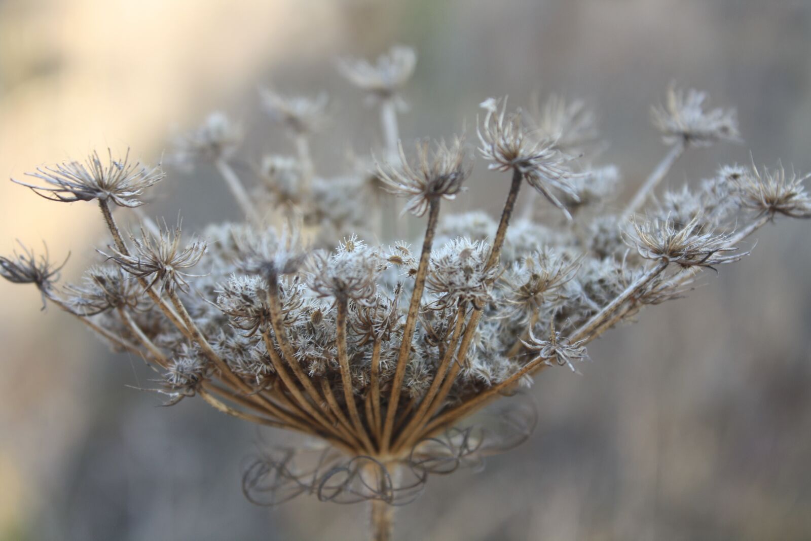 Canon EOS 1000D (EOS Digital Rebel XS / EOS Kiss F) sample photo. Nature, plant, dry photography
