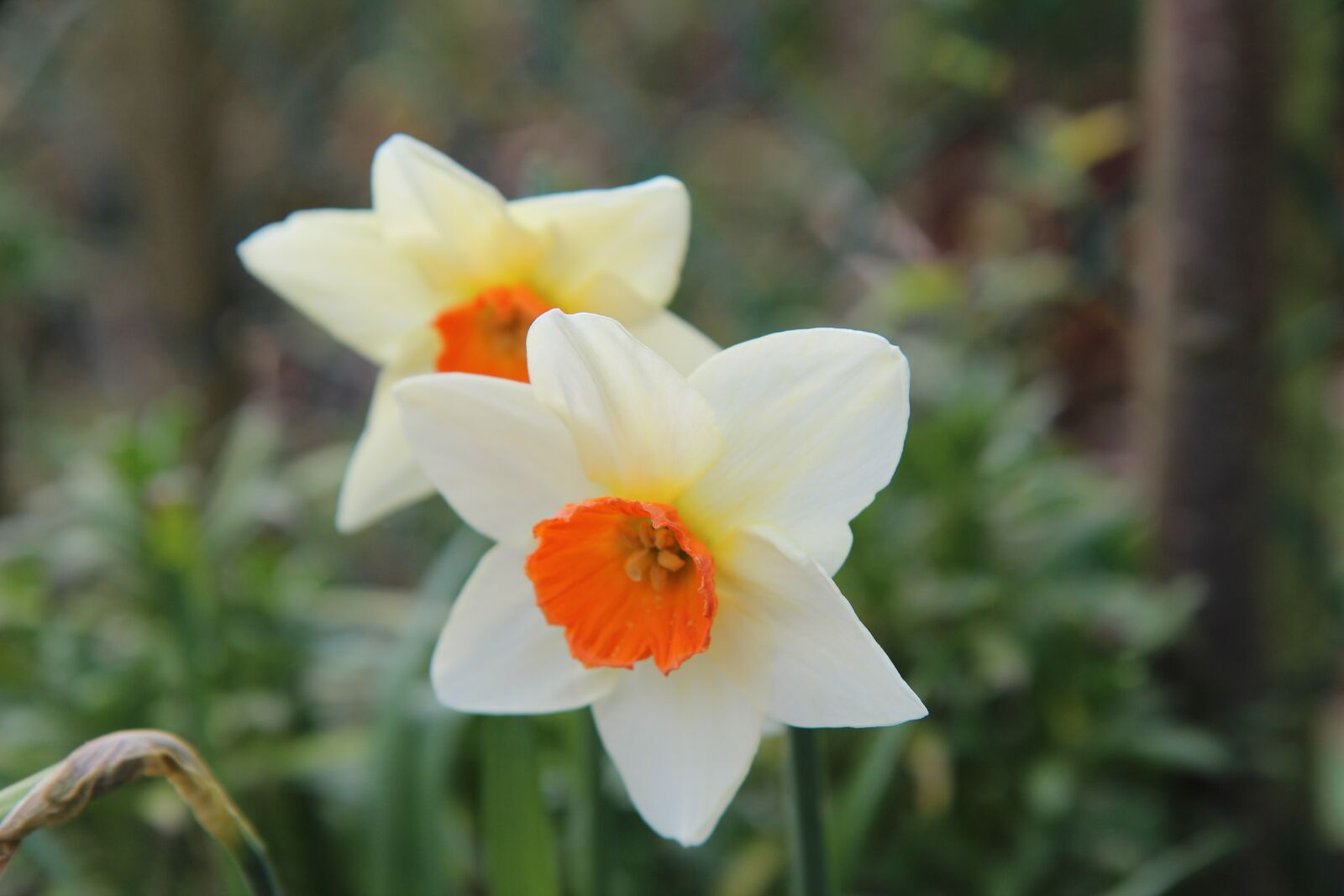 Canon EOS 600D (Rebel EOS T3i / EOS Kiss X5) sample photo. Narcissus, spring, daffodil photography