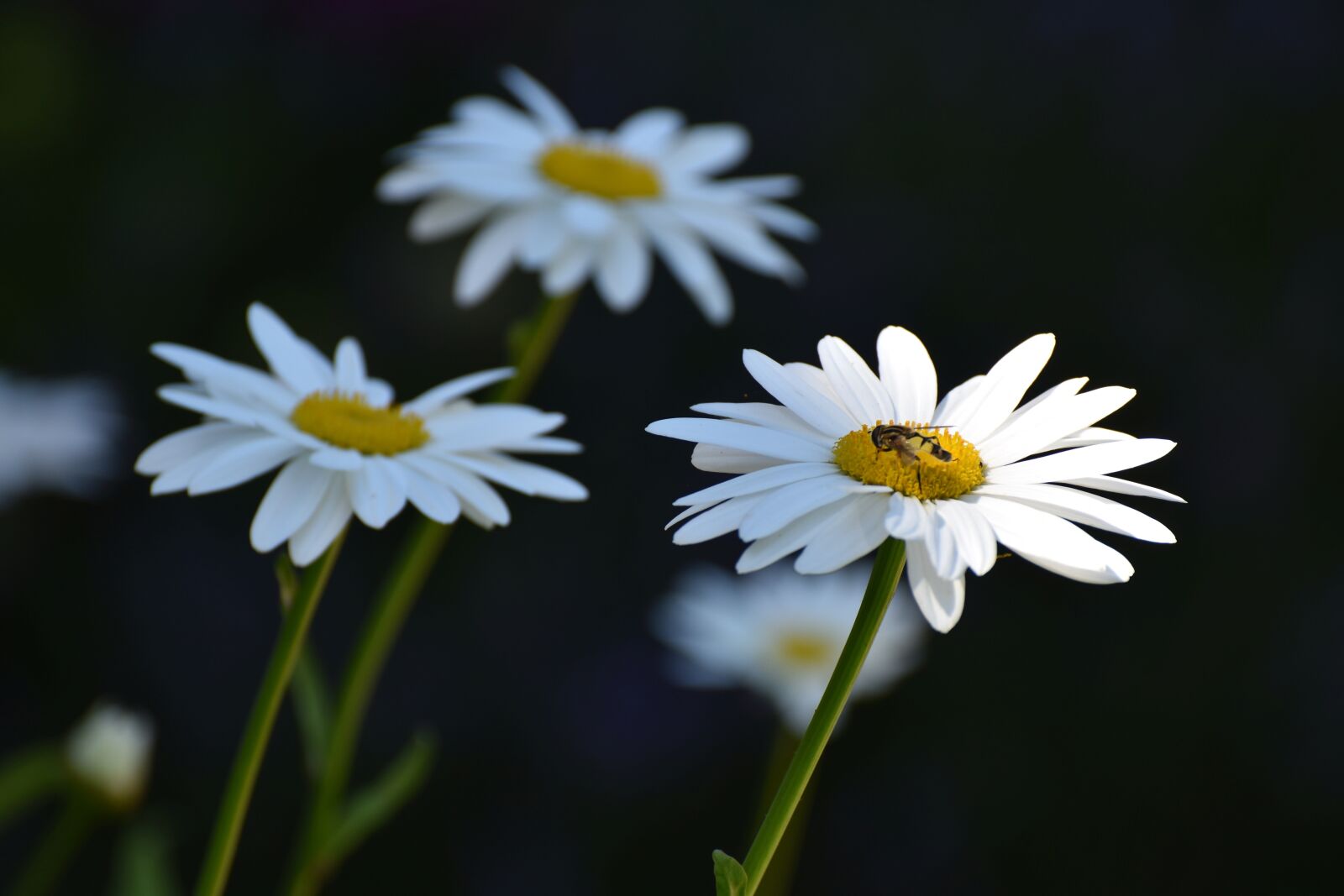 Nikon D5600 sample photo. Marguerite, white, light insect photography