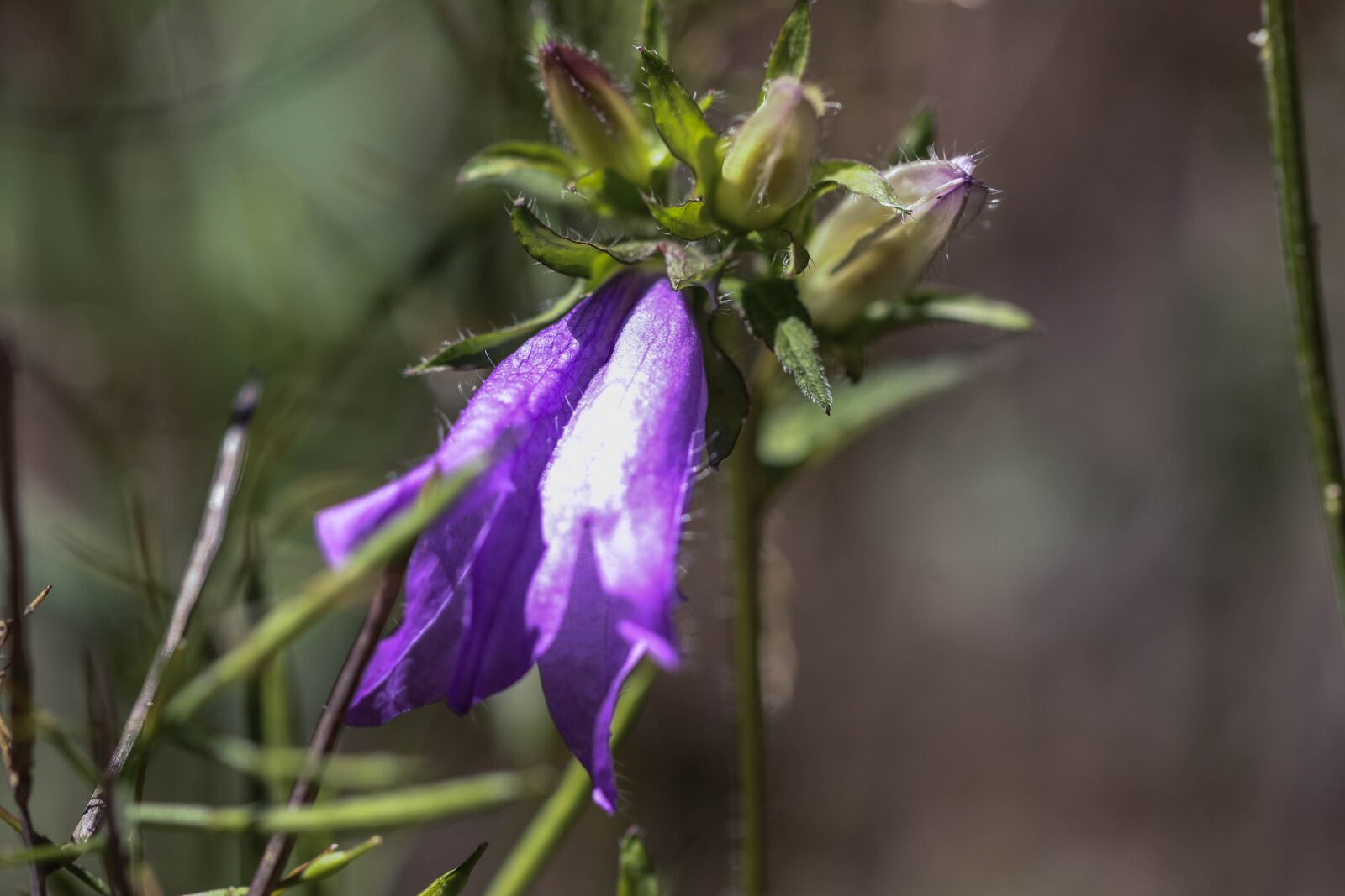 Canon EOS 7D Mark II sample photo. Bluebell, wild flower, summer photography