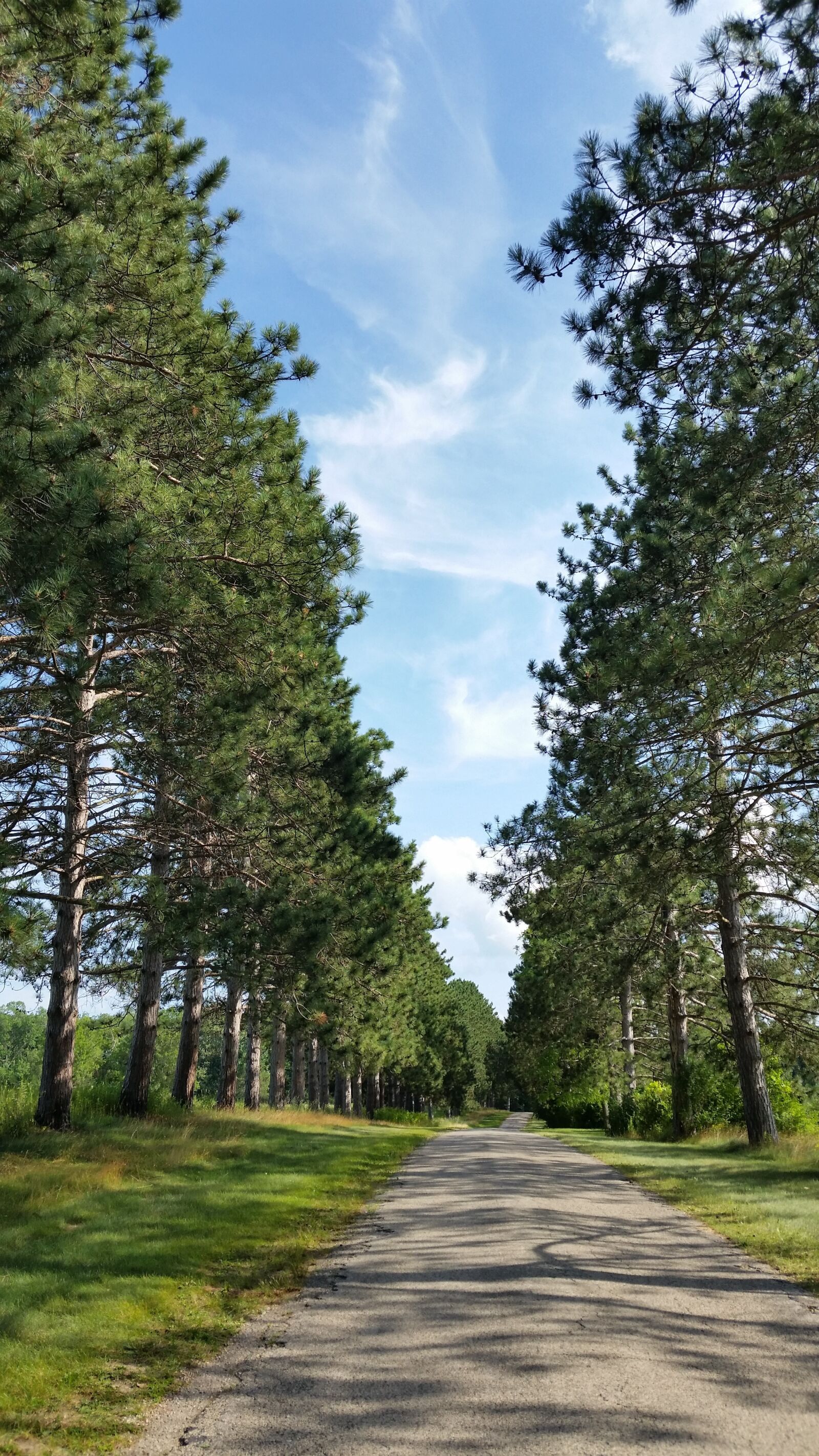Samsung Galaxy S5 sample photo. Trees, shadows, summer photography