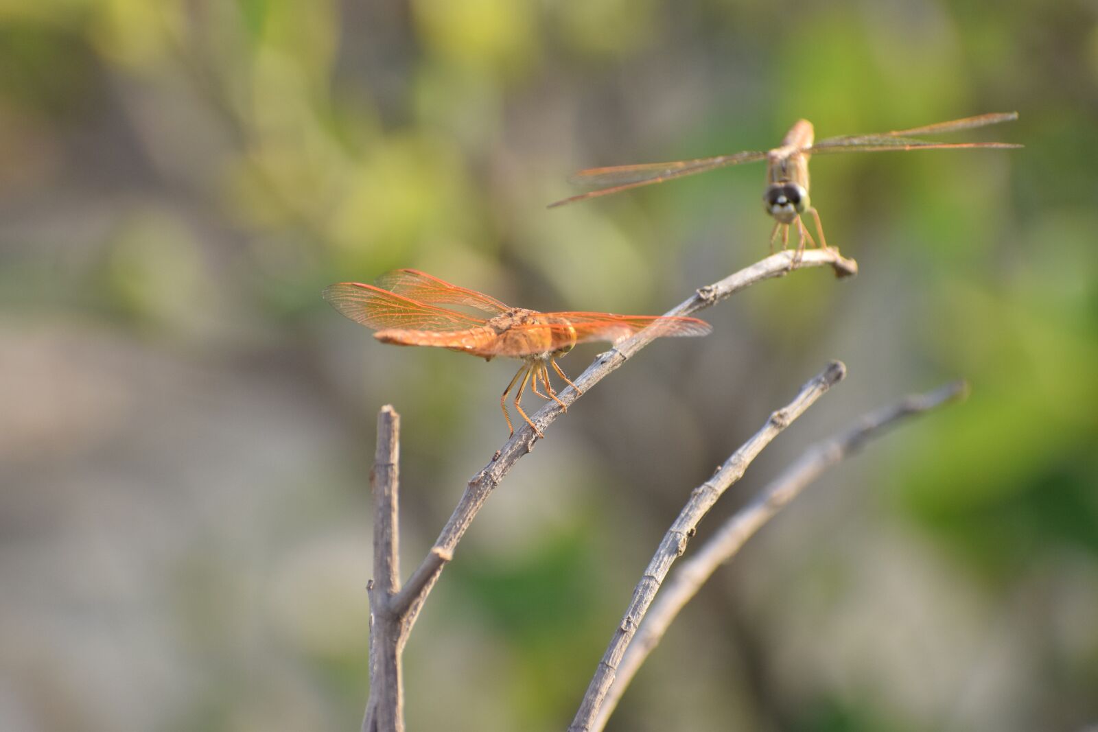 Nikon D5300 sample photo. Wildlife, nature, outdoors photography