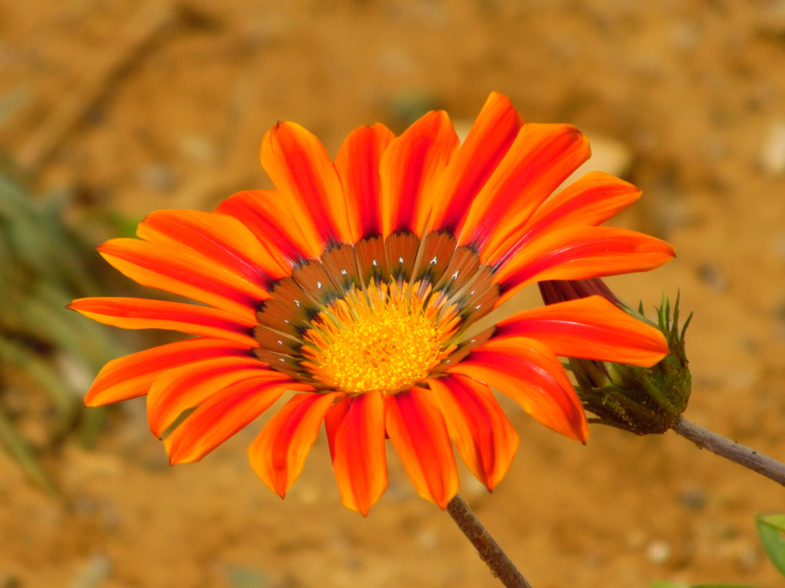 Samsung WB1100F/WB1101F/WB1102F sample photo