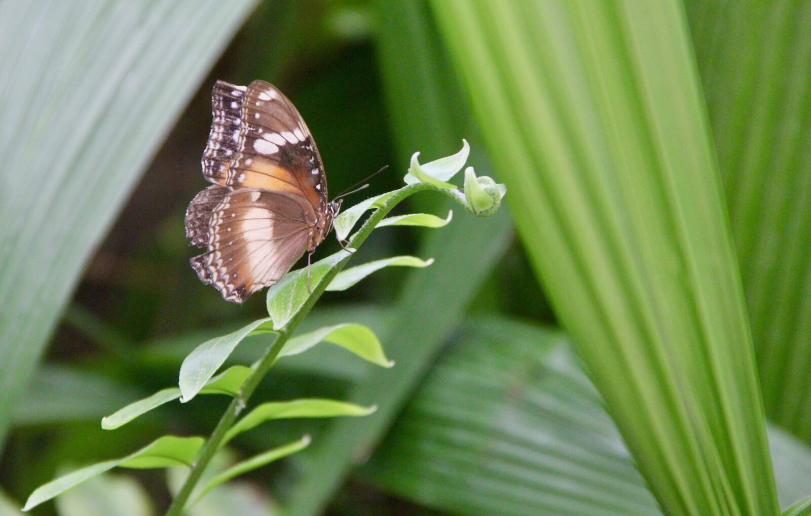 Canon EOS 60D sample photo. Butterfly, rain forest, wings photography