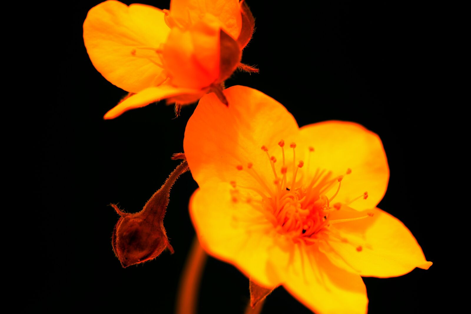 Canon EOS 5D Mark III sample photo. Flora, flower, nature, red photography