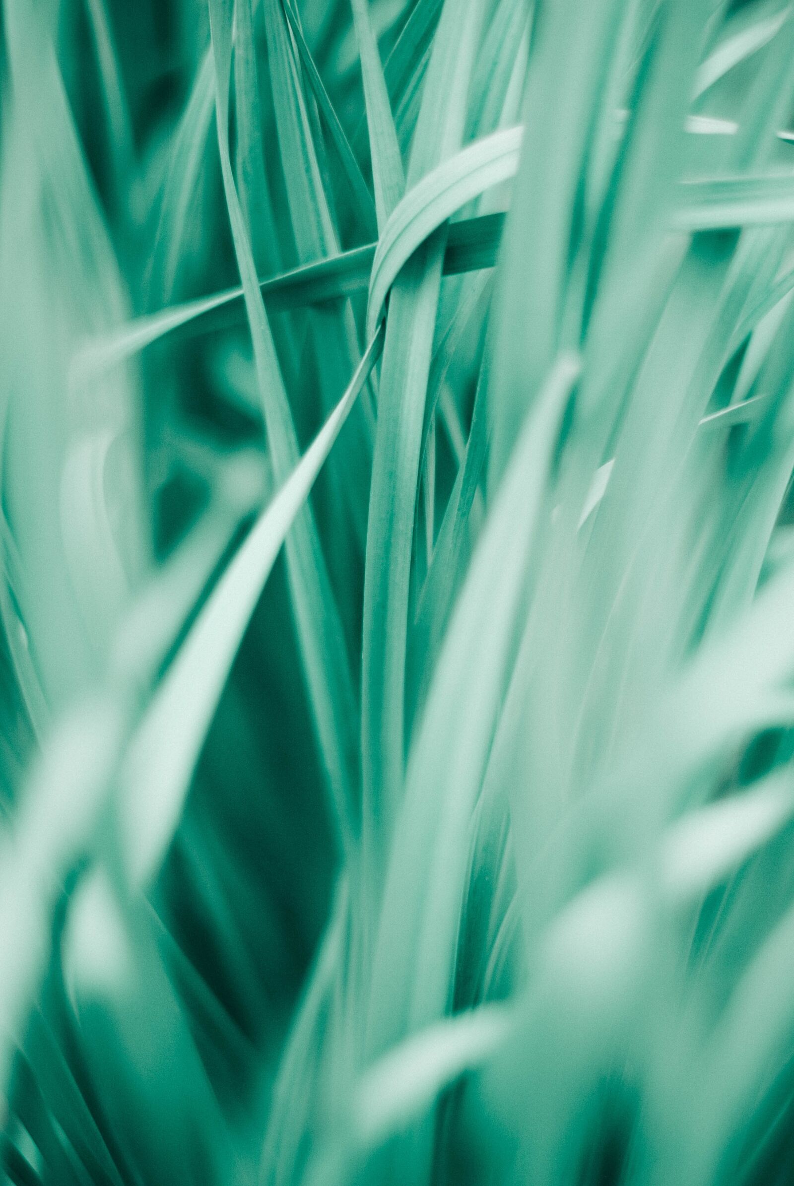 Nikon D80 sample photo. Nature, green, grass photography