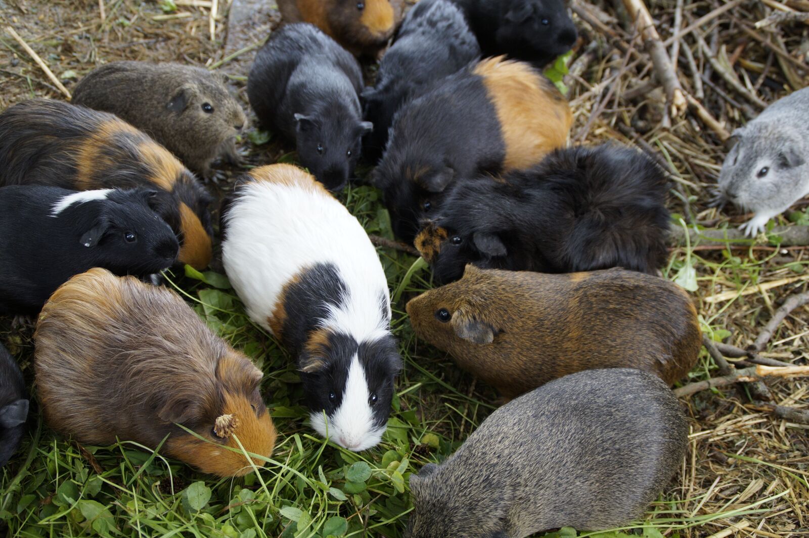 Sony SLT-A58 sample photo. Guinea pig, many, mass photography