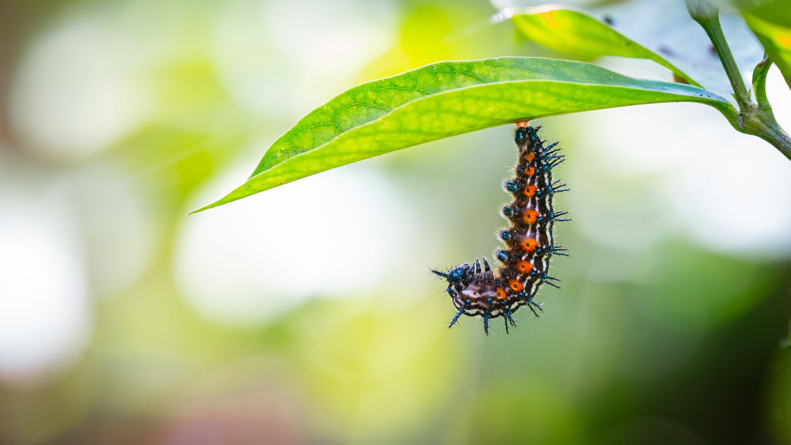 Canon EOS 5D Mark III sample photo. Caterpillar, cocoon, butterfly photography