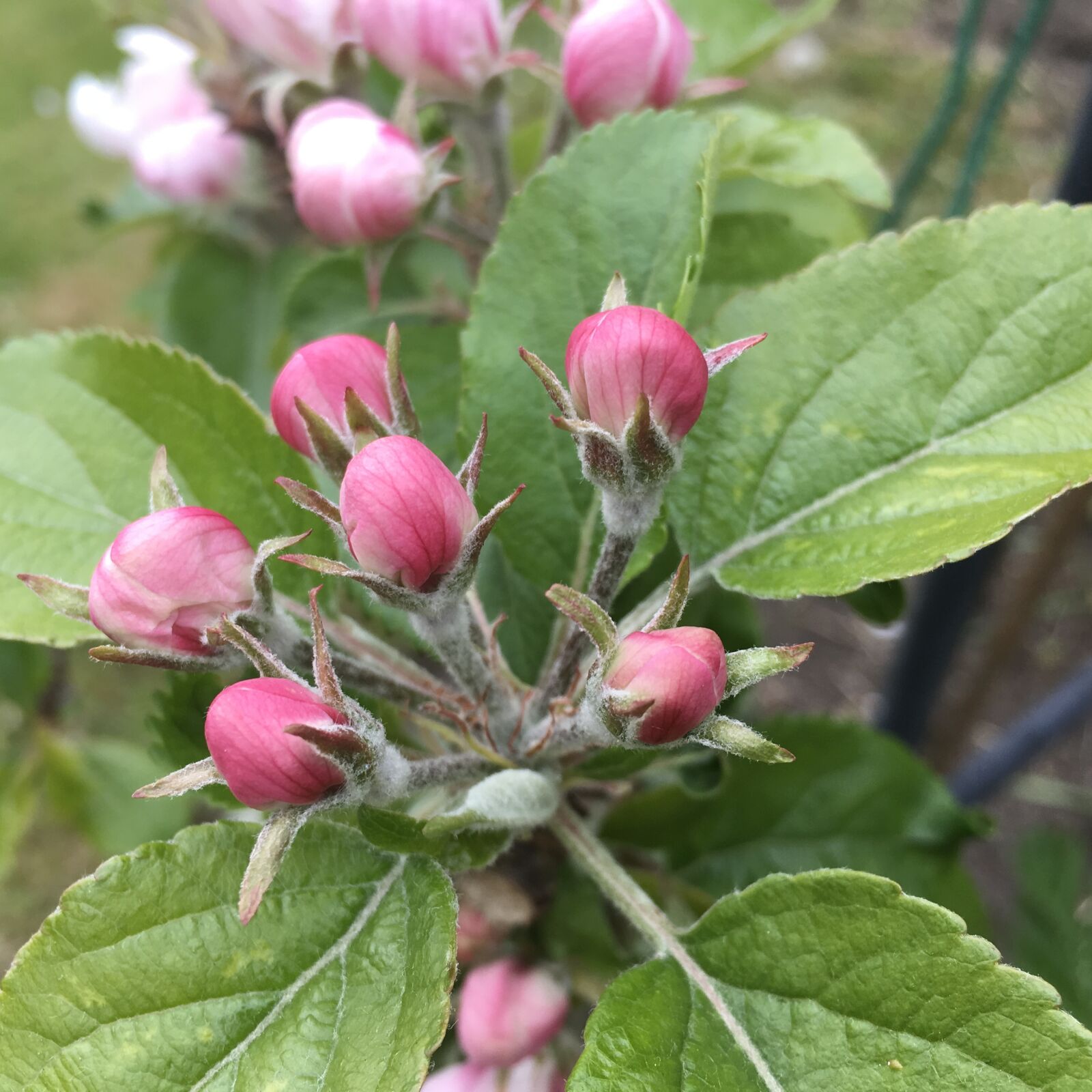 Apple iPad Pro sample photo. Spring, flowers, nature photography