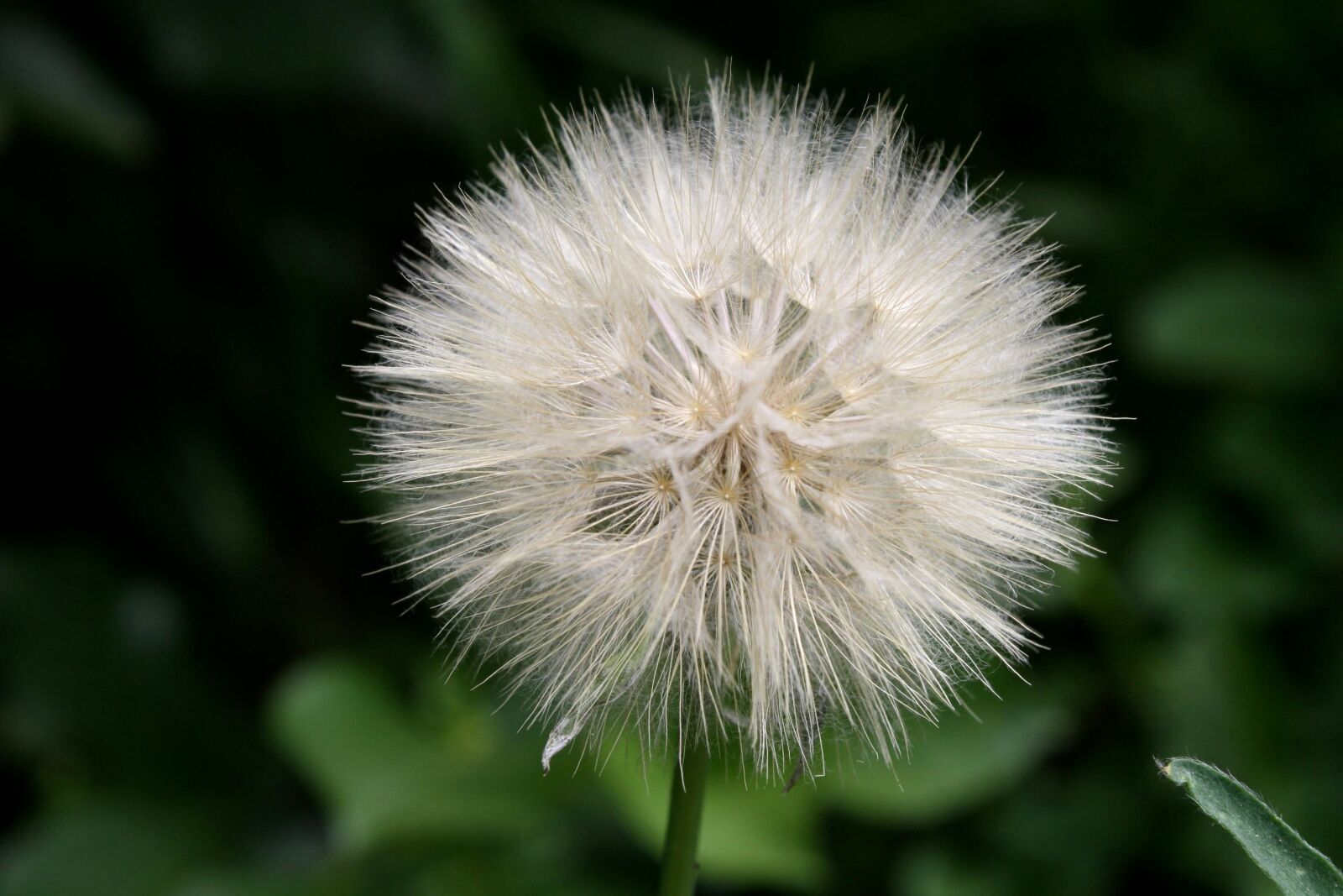 f/3.5-5.6 IS sample photo. Thistle, seed, puff, flower photography