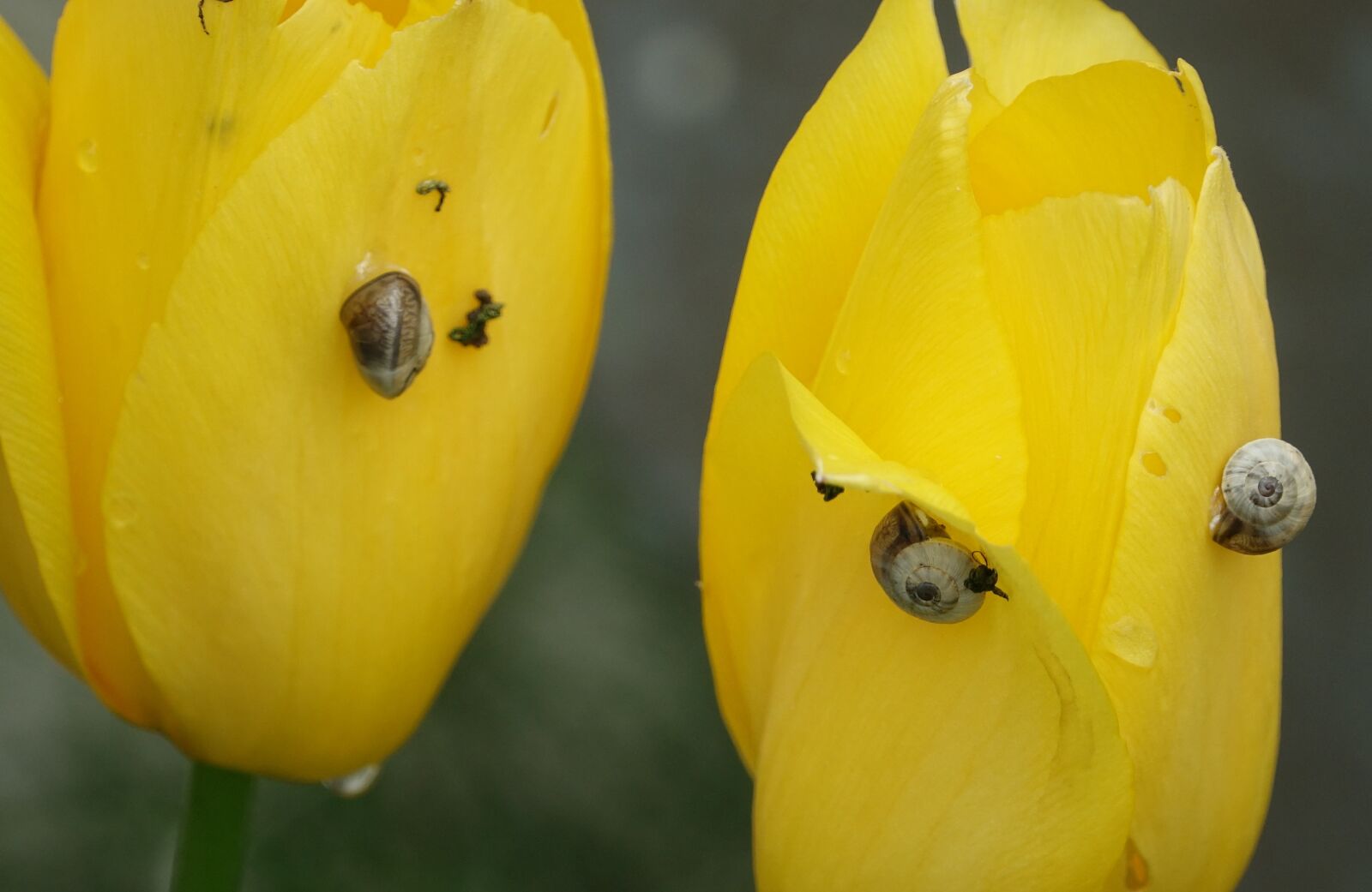 Sony Cyber-shot DSC-RX10 III sample photo. Nature, tulip, snails photography