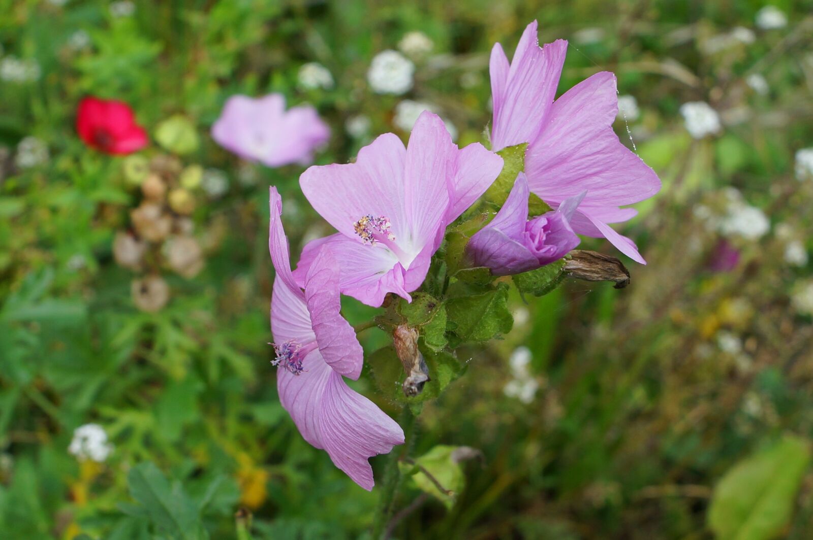 Sony SLT-A65 (SLT-A65V) sample photo. Flowers, the beasts of photography