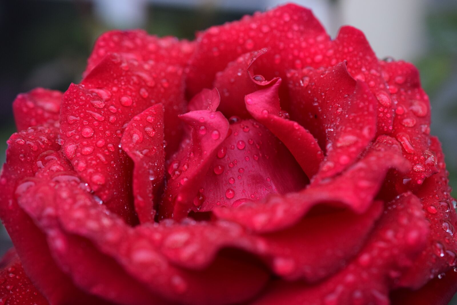 Nikon D3300 sample photo. Rose, red rose, blossom photography
